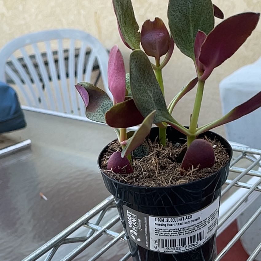 Personalized crassula bleeding heart Care: Water, Light, Nutrients