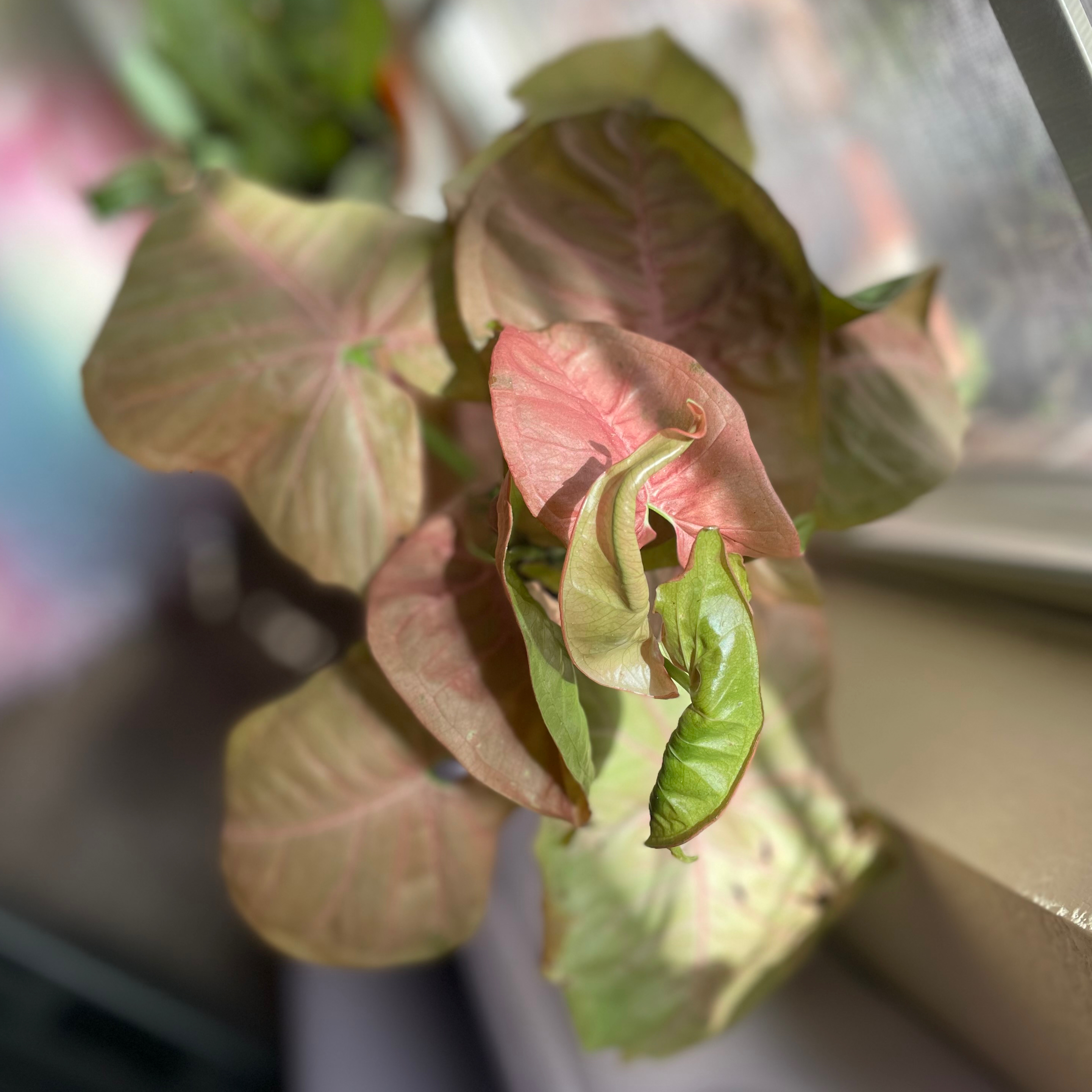 Pink Arrowhead Vine with mixed green and pink leaves, some slightly curled.