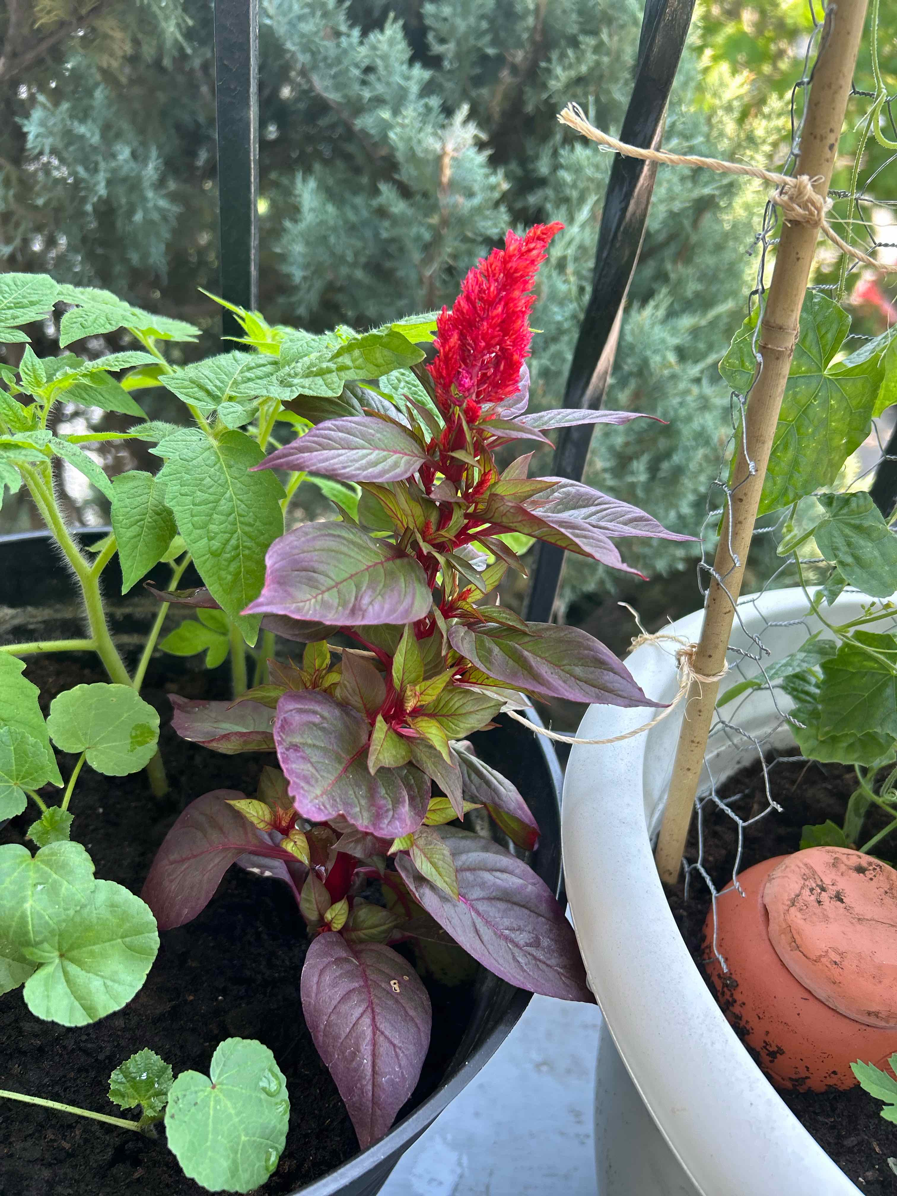 Mexican Grain Amaranth plant with red flowers and healthy green and purple leaves.