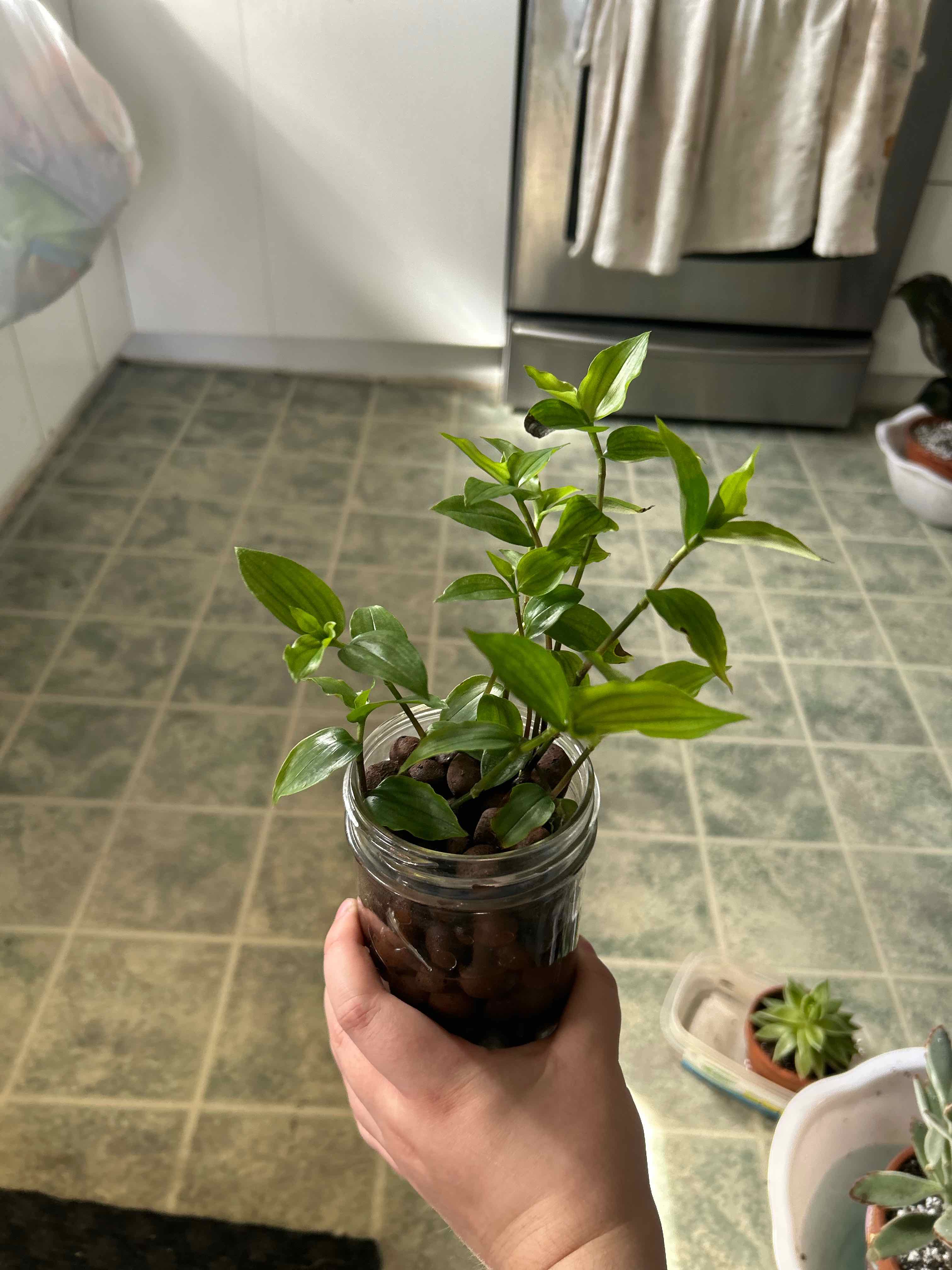 Photo of the plant species Tradescantia 'Aurea' by @Sotanxia named Pascale on Greg, the plant care app