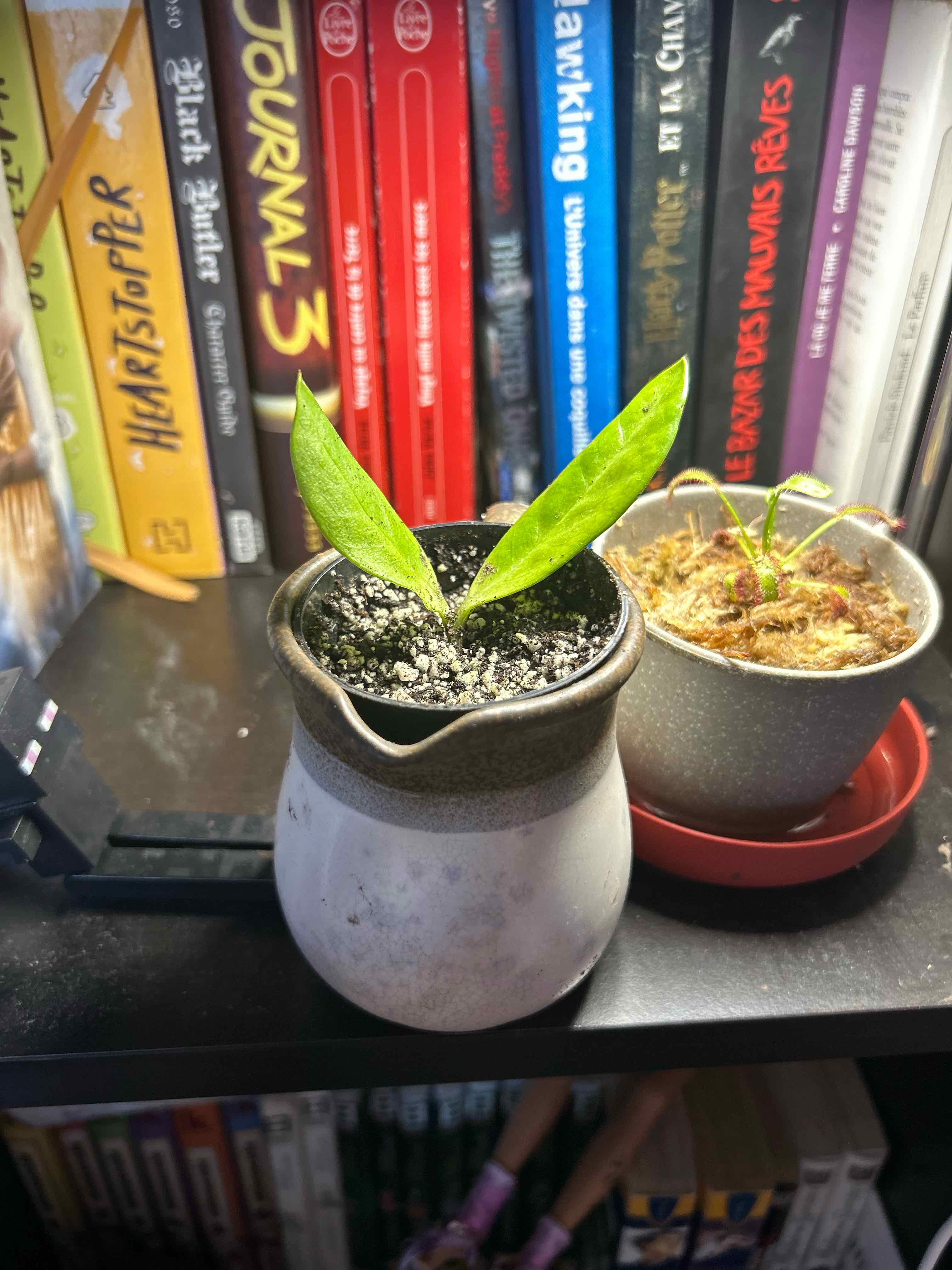 Propagating Chameleon ZZ Plant: The Ultimate Guide