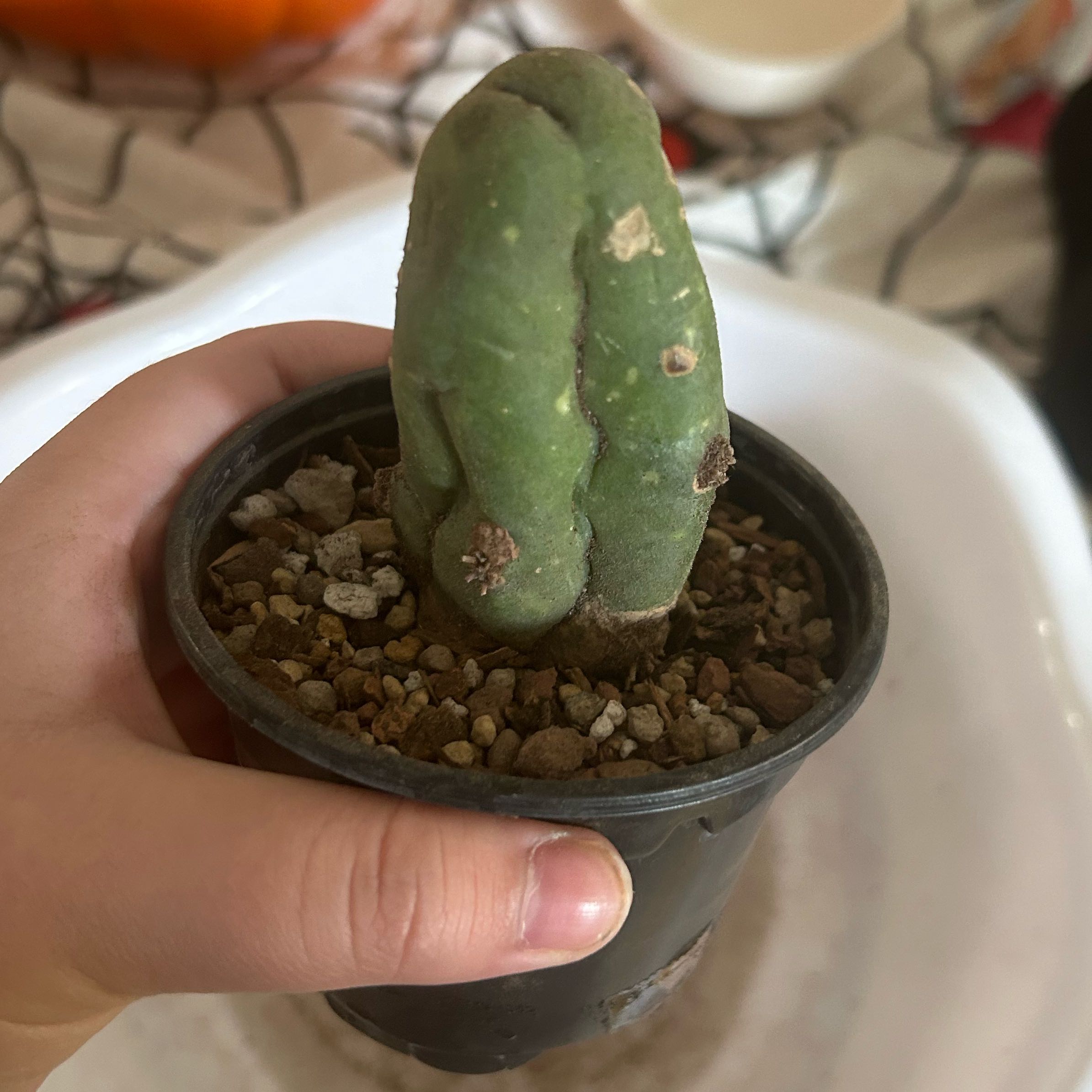 Photo of the plant species Penis Cactus by @Sotanxia named Harlo Bonerctus on Greg, the plant care app