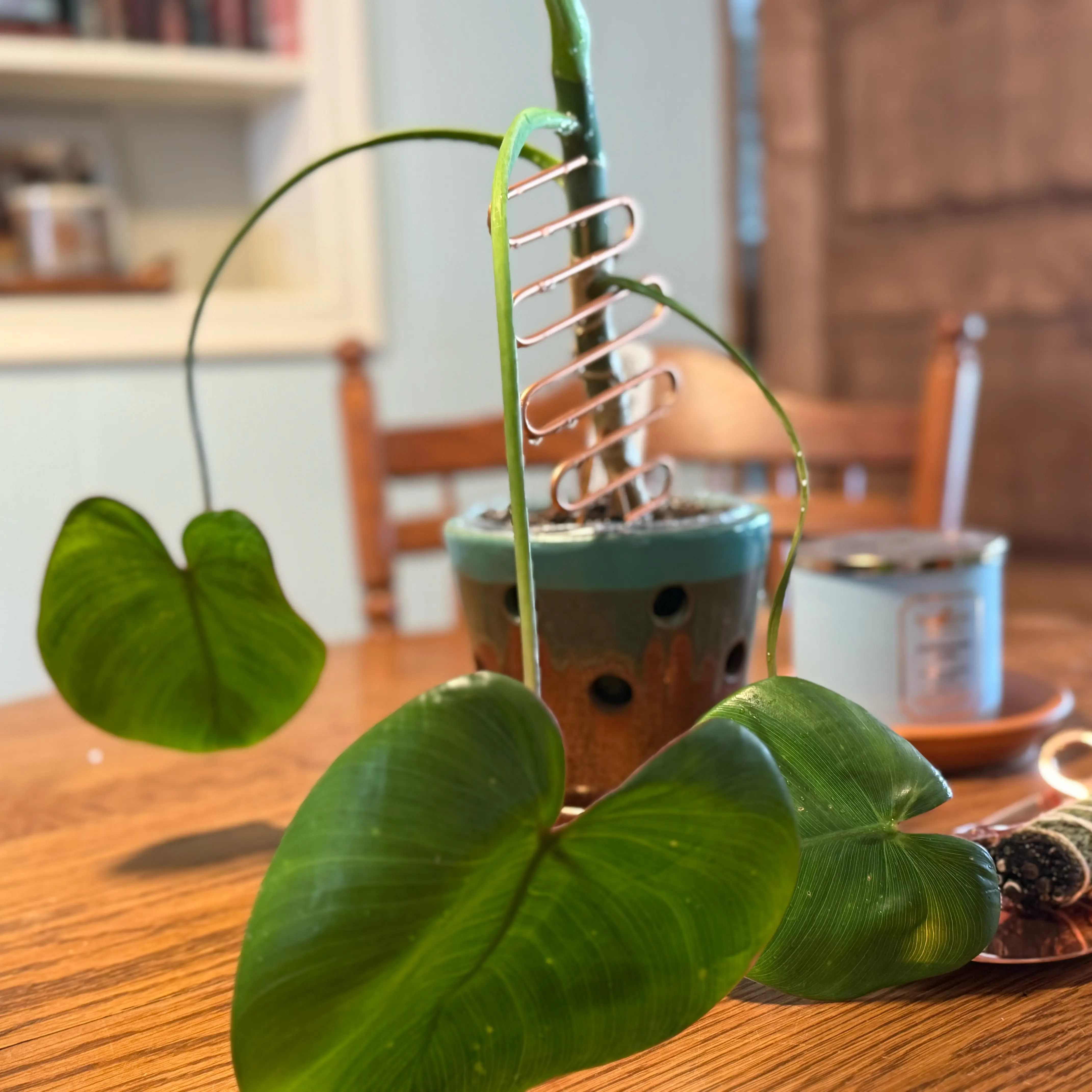Photo of the plant species Philodendron Ricardoi by @BriskSandrose named Lebron on Greg, the plant care app