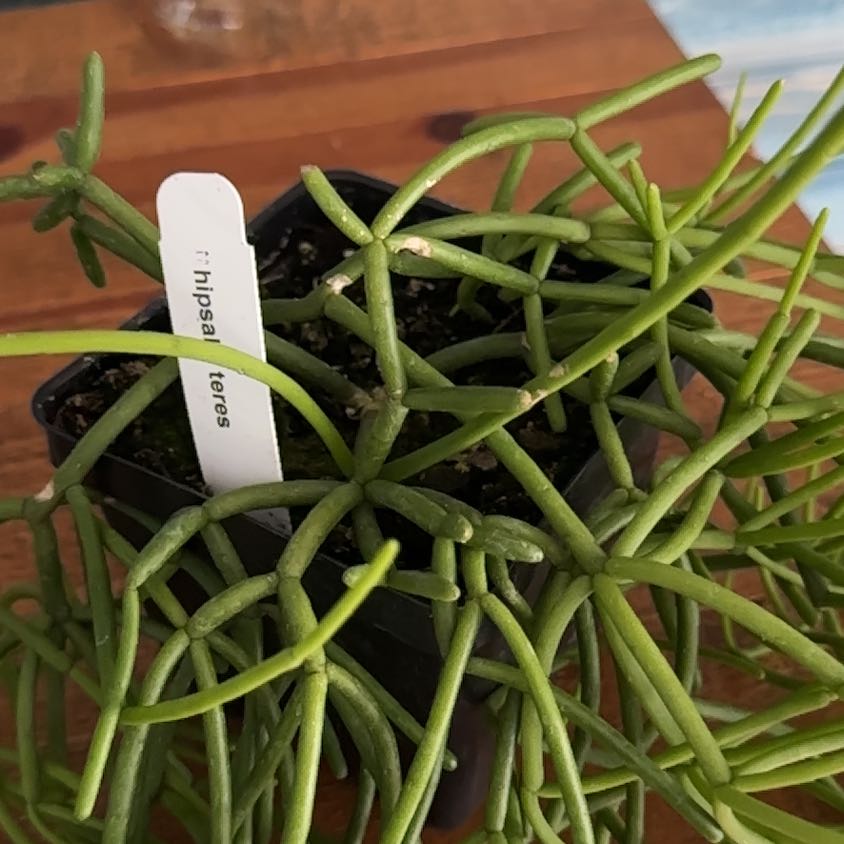 Photo of the plant species Quill-like Wickerware Cactus by @BriskSandrose named Orlando Bloom on Greg, the plant care app