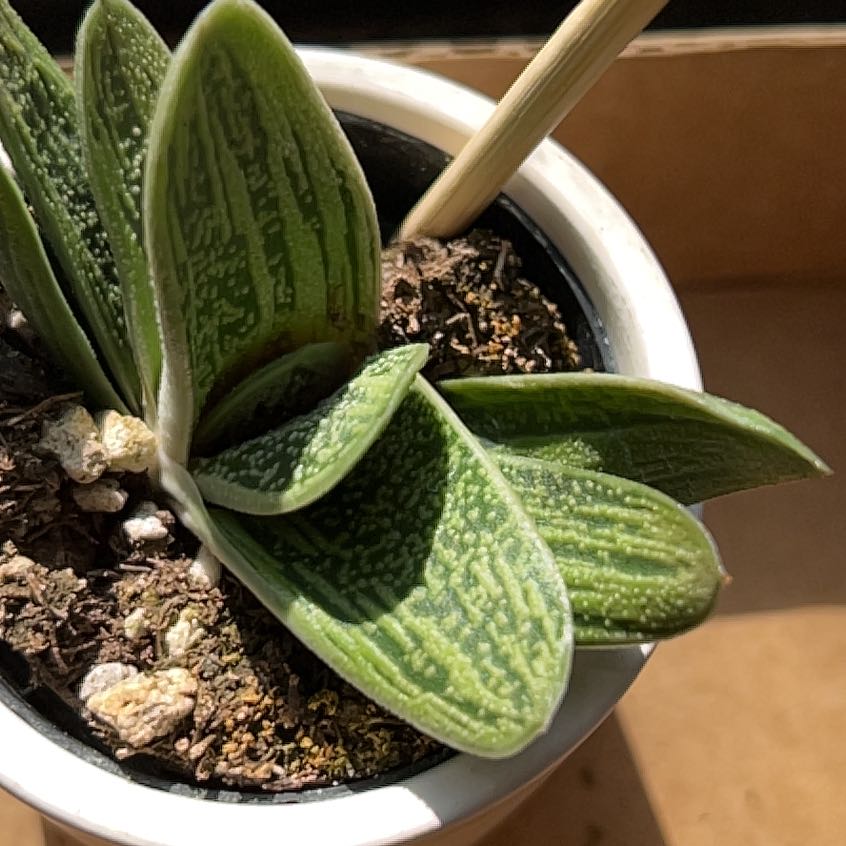 Gasteria 'Little Warty' plant in a small pot with healthy green leaves.