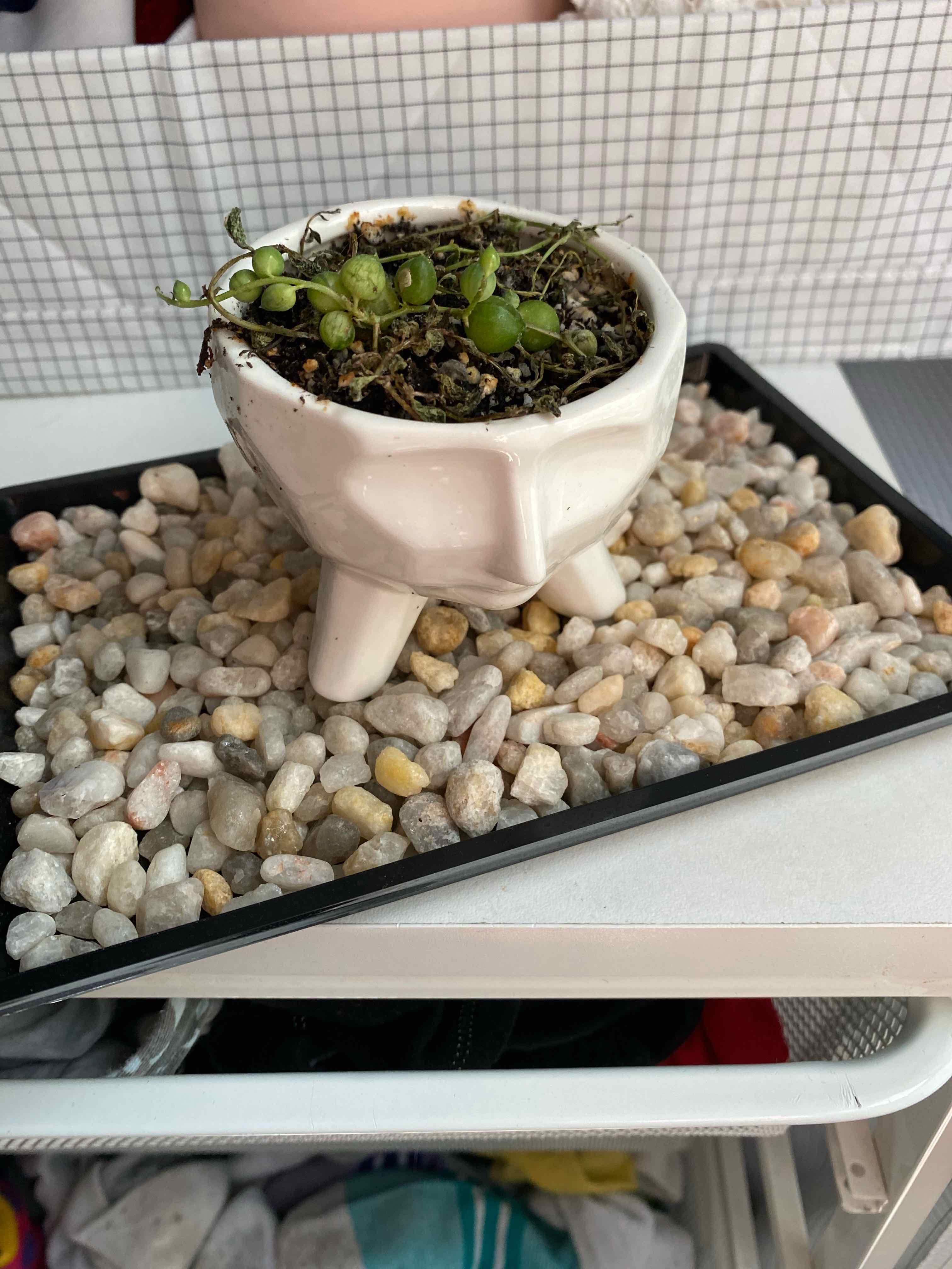 String of Pearls plant in a white pot on a pebble tray, showing some dried stems.