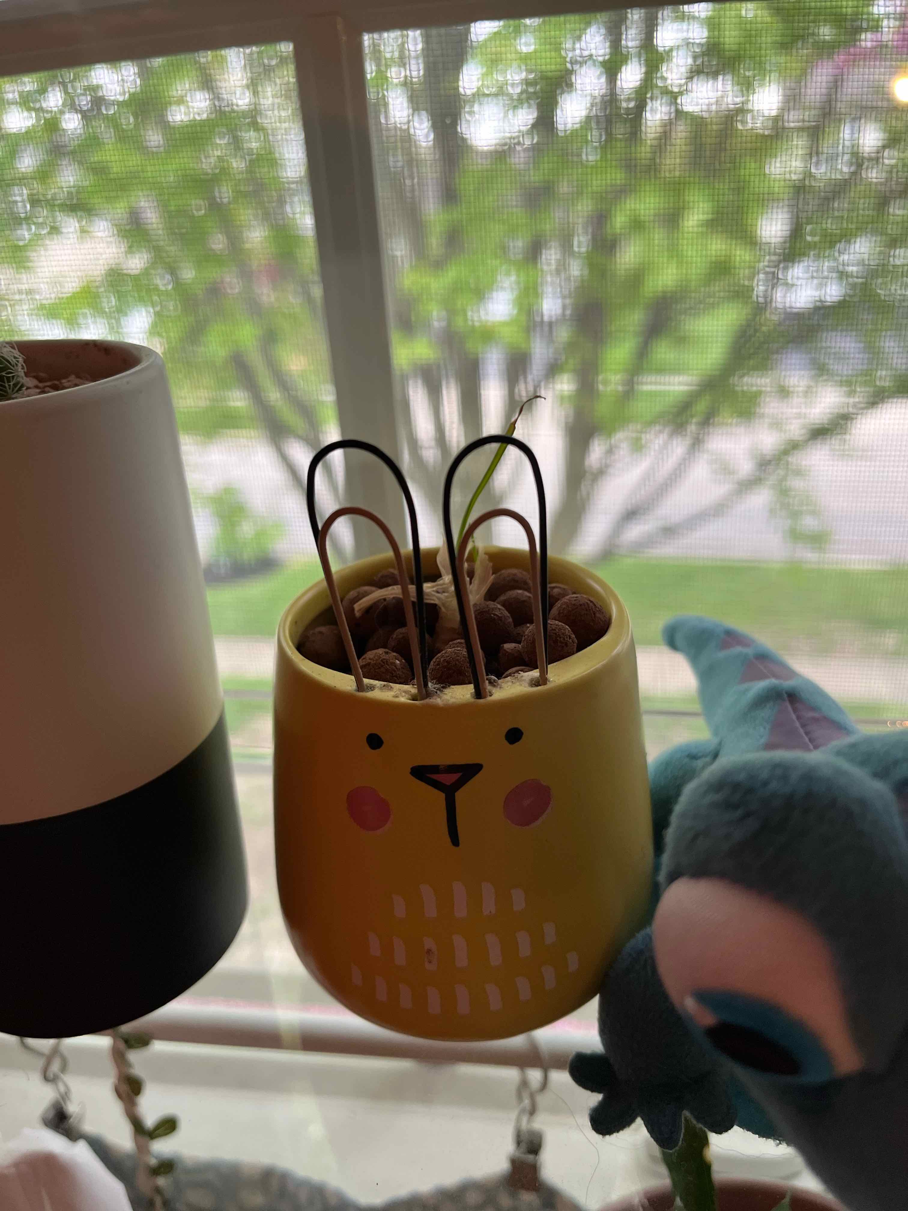 Frizzle Sizzle plant in a yellow pot with a face design, placed near a window.