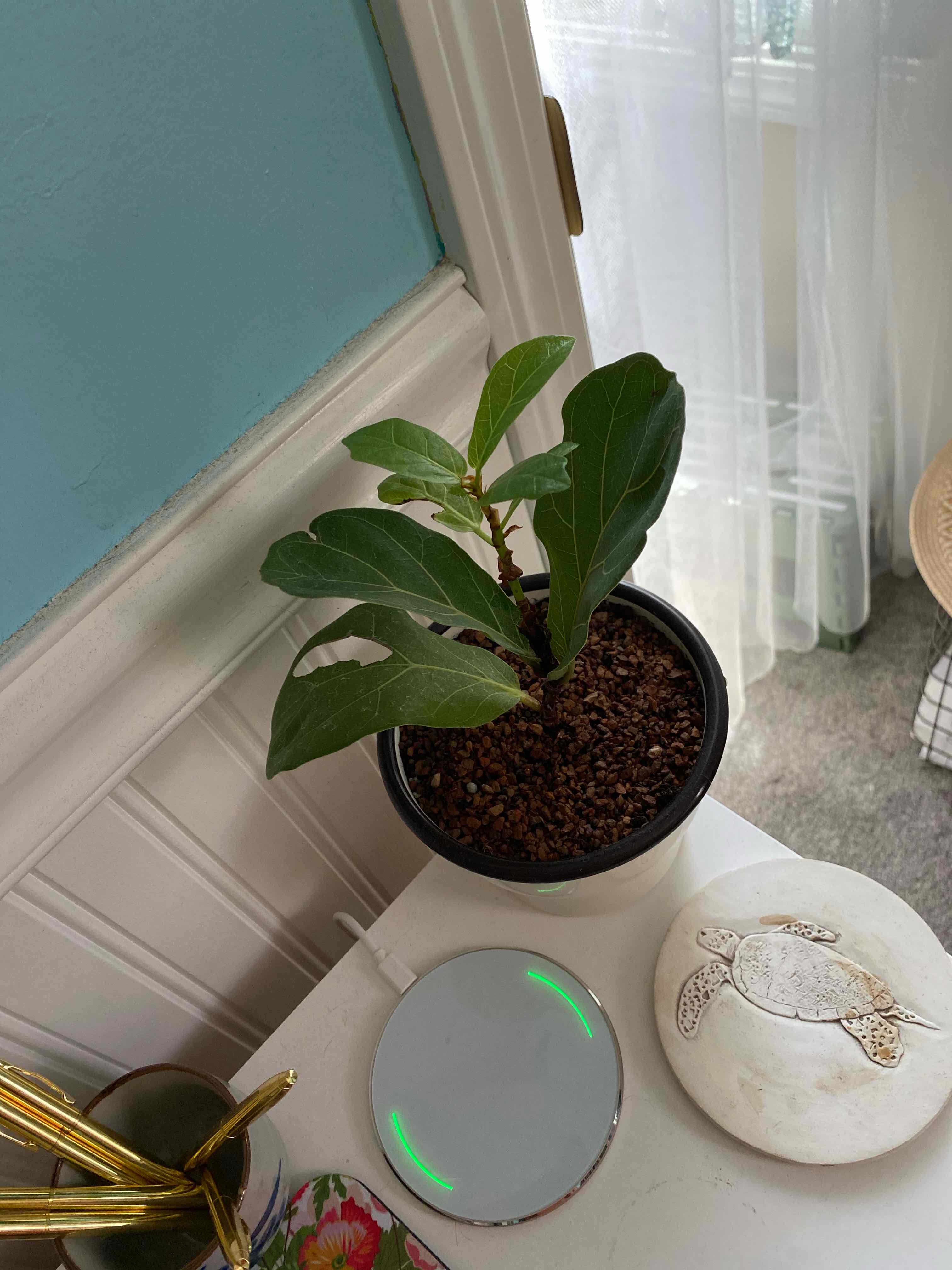 Potted Dwarf Fiddle Leaf Fig plant on a white surface near a window.