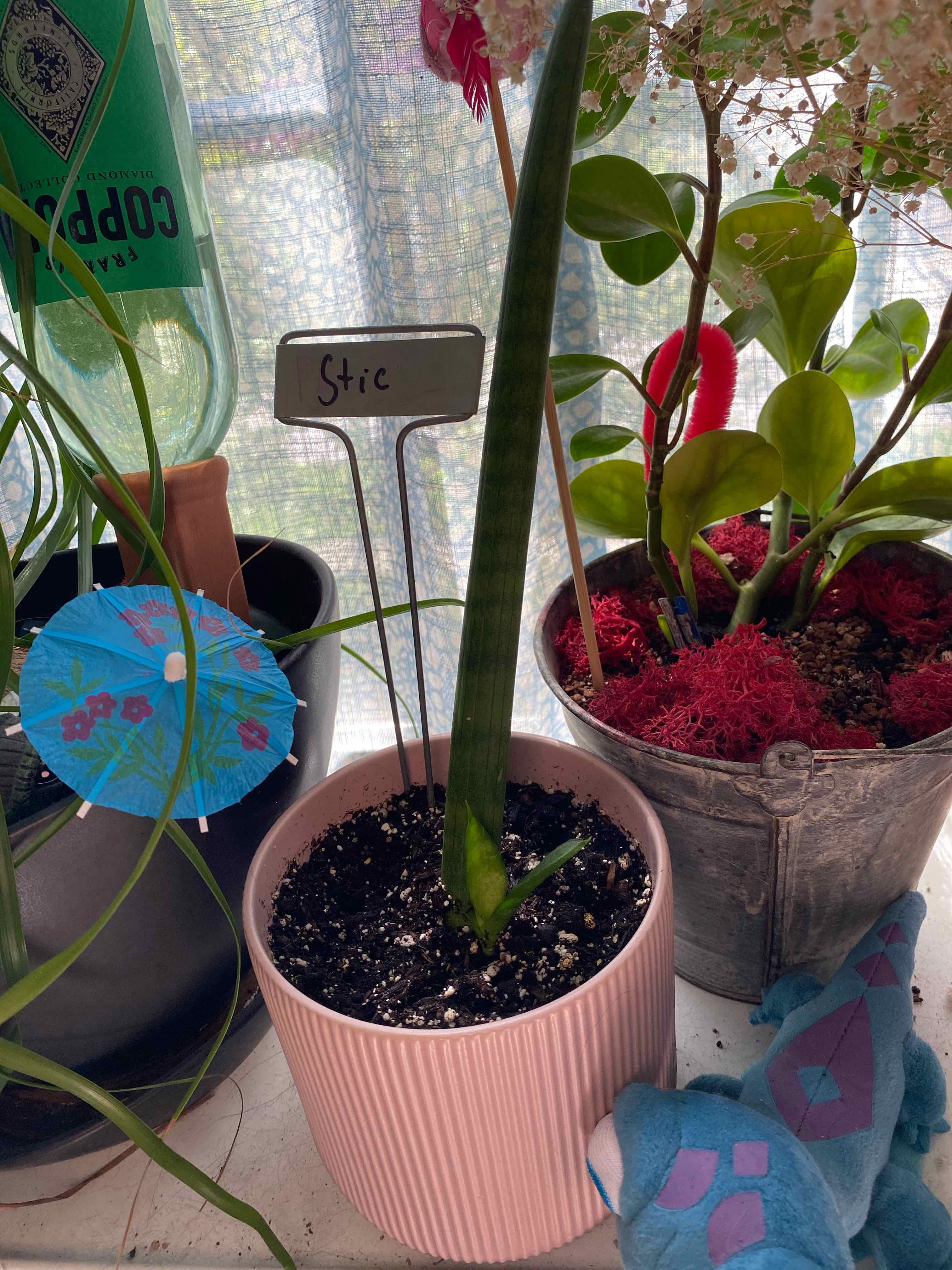 Cylindrical Snake Plant in a pink pot with visible soil, surrounded by other plants.