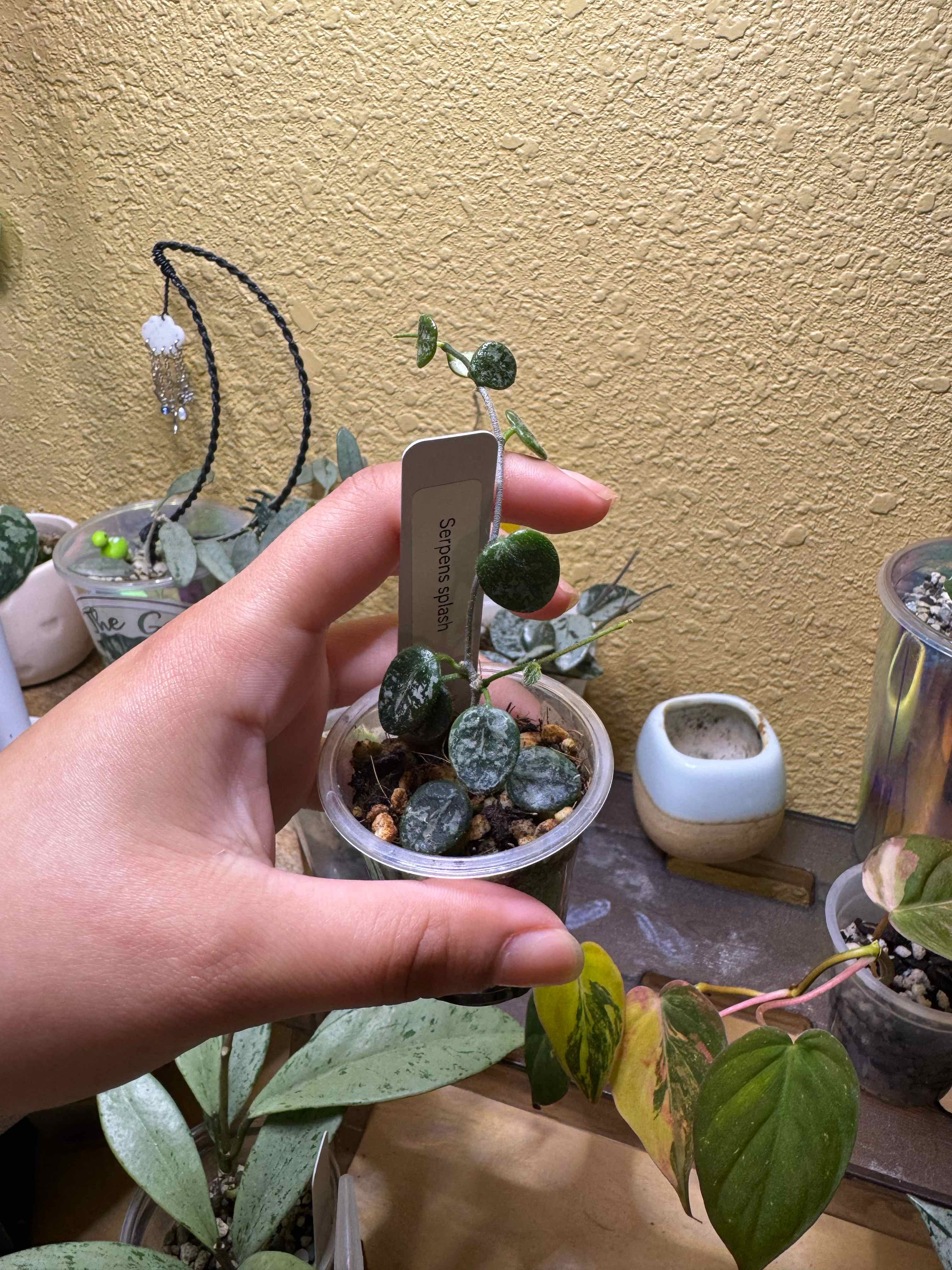 Photo of the plant species aff Serpens Xiaojie 001 by @nenisgreenery named Serpens Splash on Greg, the plant care app