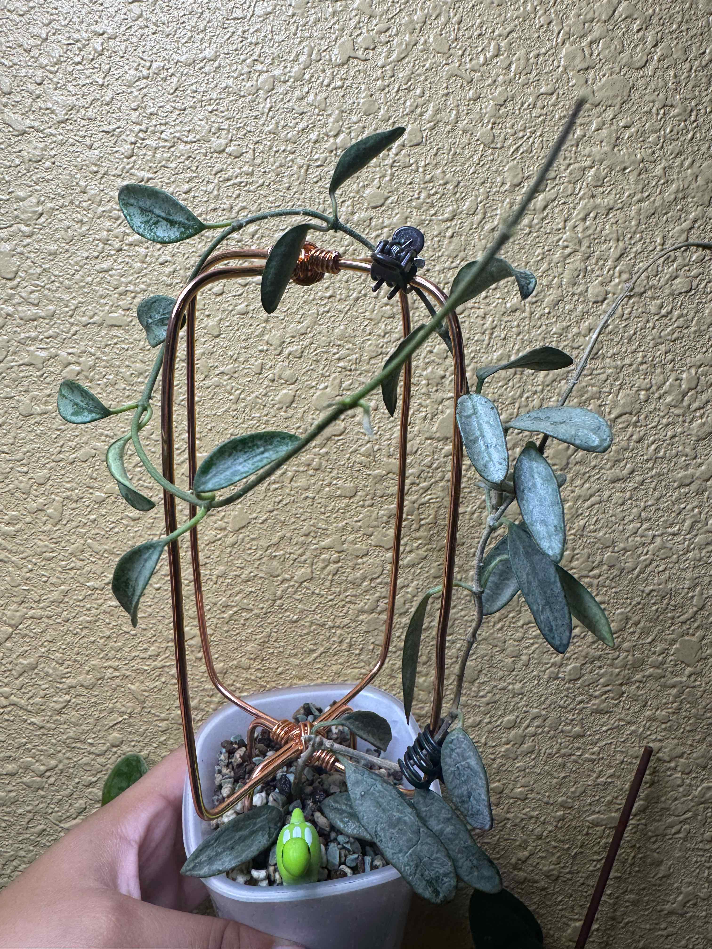 Photo of the plant species Hoya Lima Splash by @nenisgreenery named Gaga on Greg, the plant care app