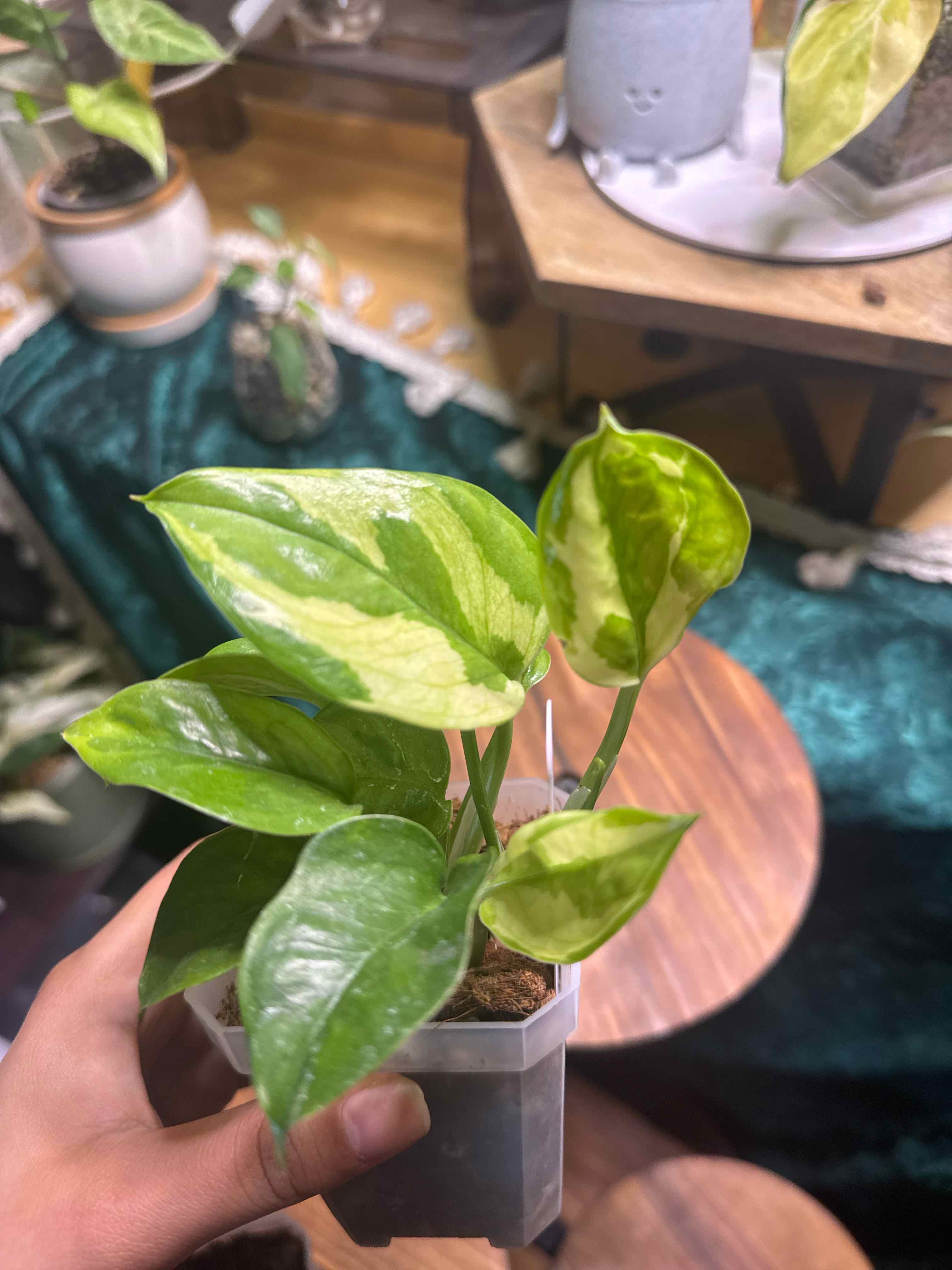 Photo of the plant species Pothos 'Lime Green' by @nenisgreenery named Muhammad Ali on Greg, the plant care app