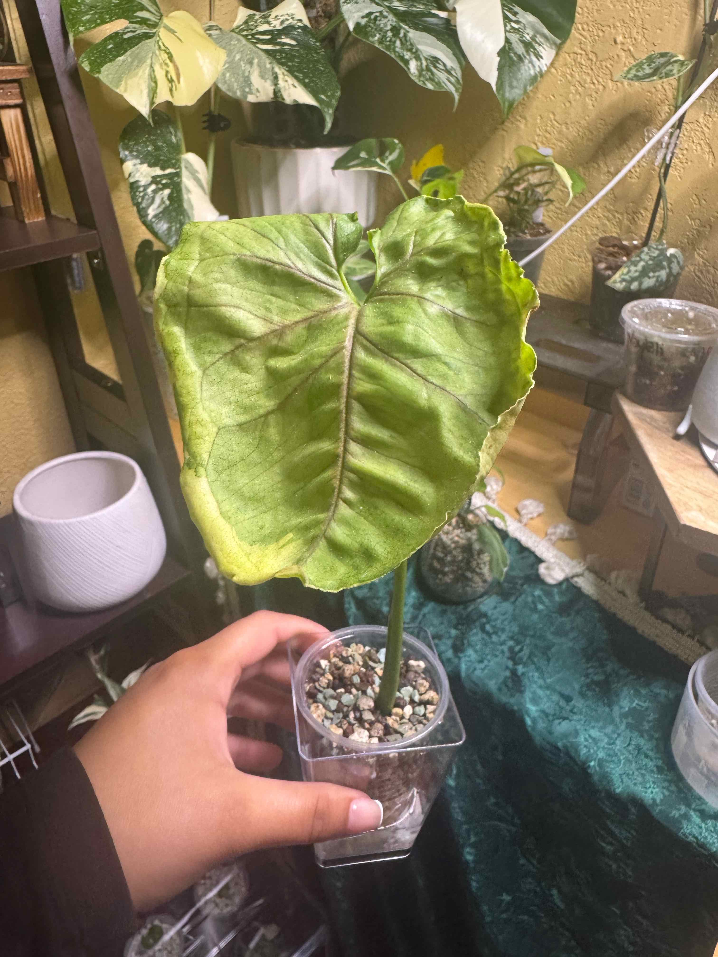 Photo of the plant species Syngonium Mango Allusion Variegated by @nenisgreenery named Nemo on Greg, the plant care app