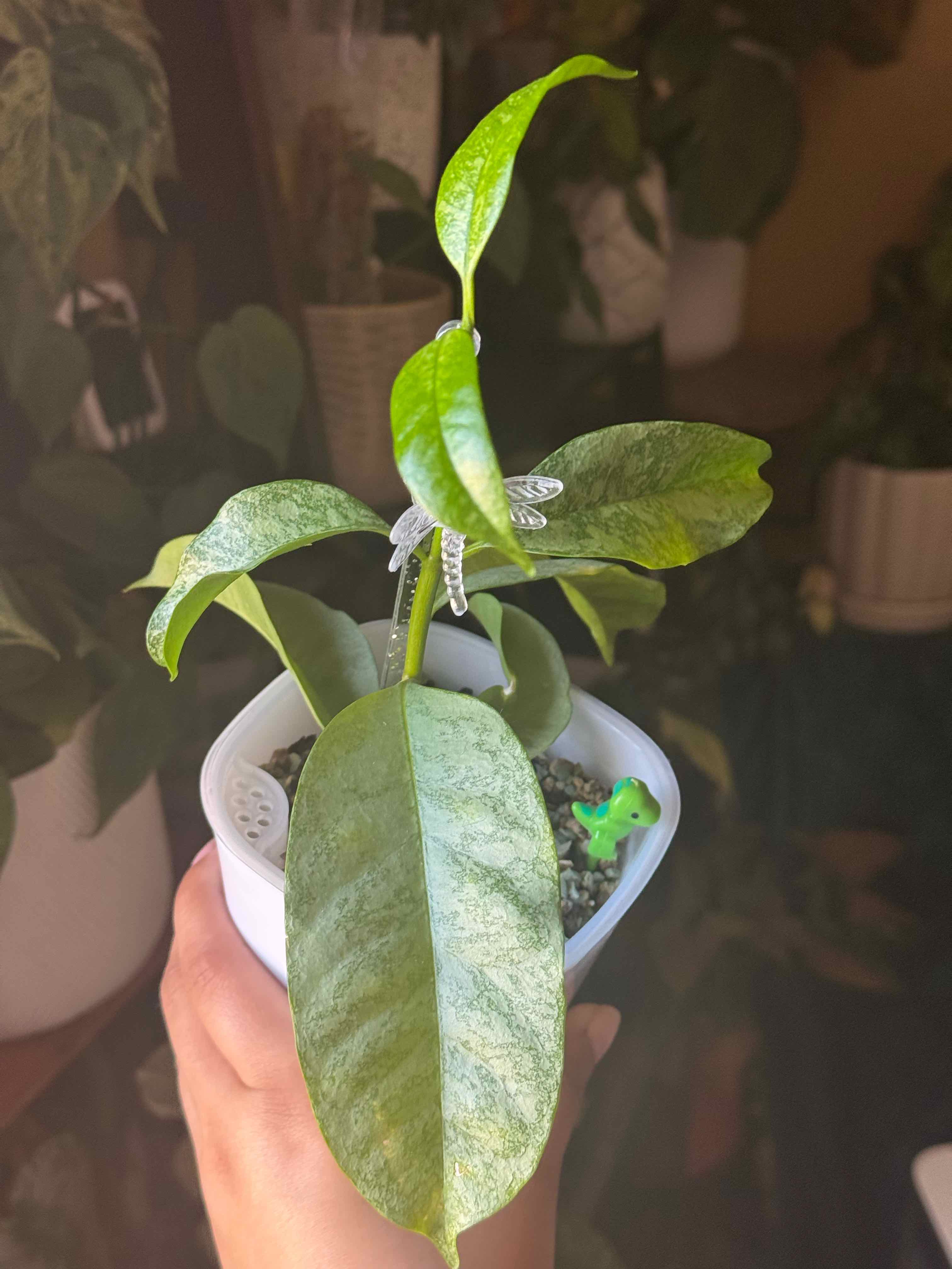 Photo of the plant species Shooting Stars Wax Plant by @nenisgreenery named Spike Leaves on Greg, the plant care app