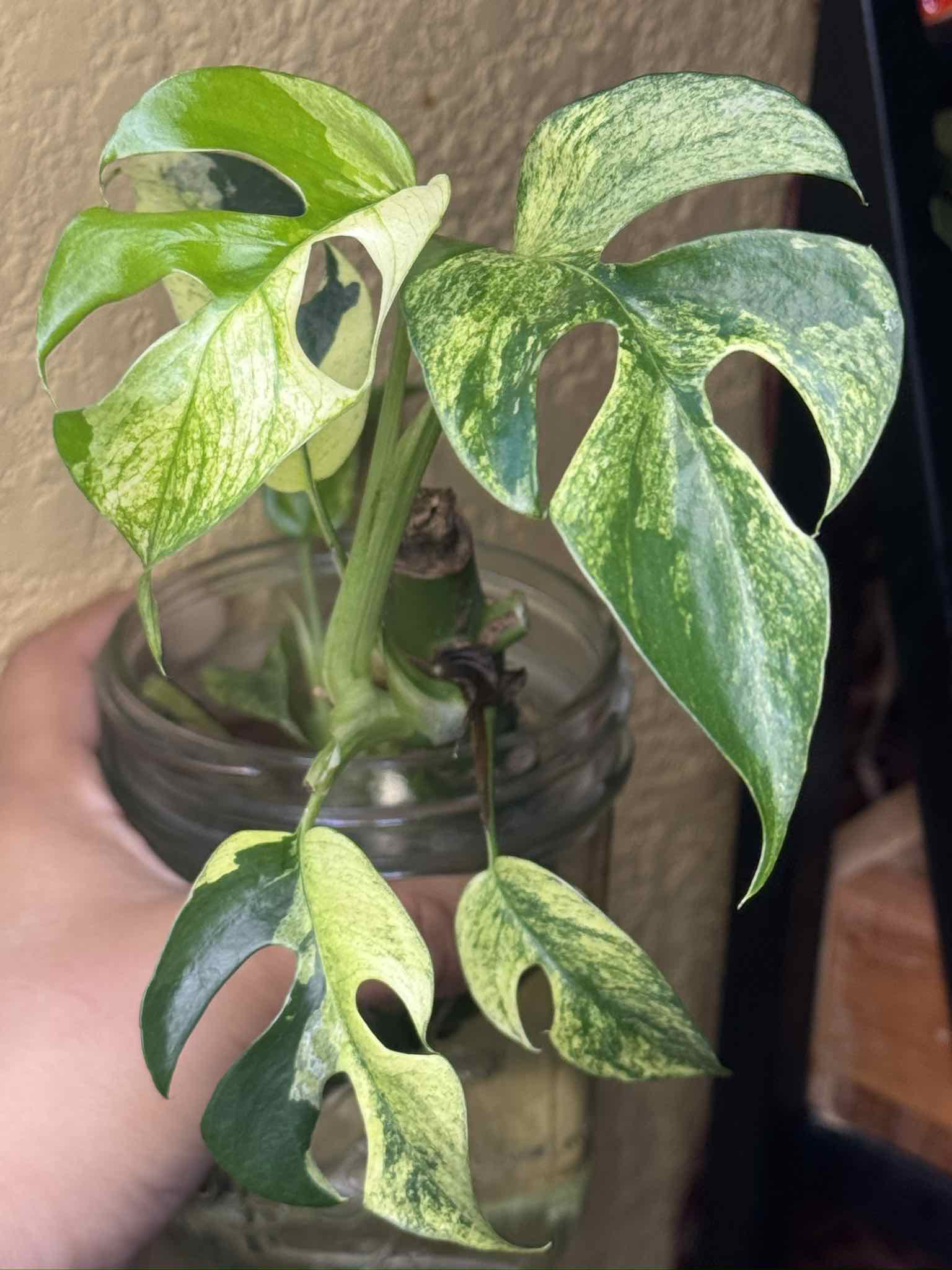 Photo of the plant species Variegated Mini Monstera by @nenisgreenery named Tupot amaroot on Greg, the plant care app