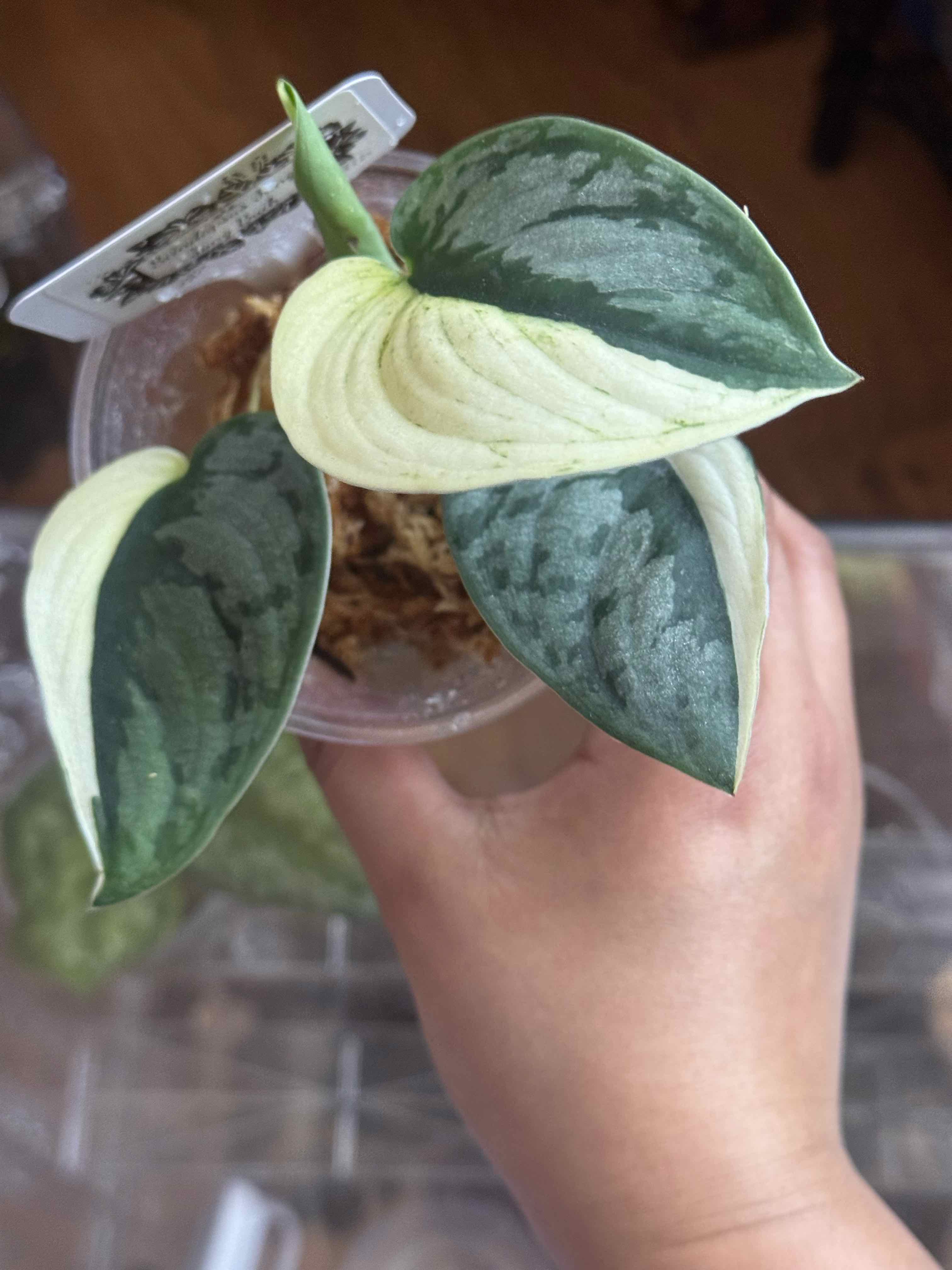 Photo of the plant species Variegated Scindapsus Silver Knight by @nenisgreenery named Buih on Greg, the plant care app
