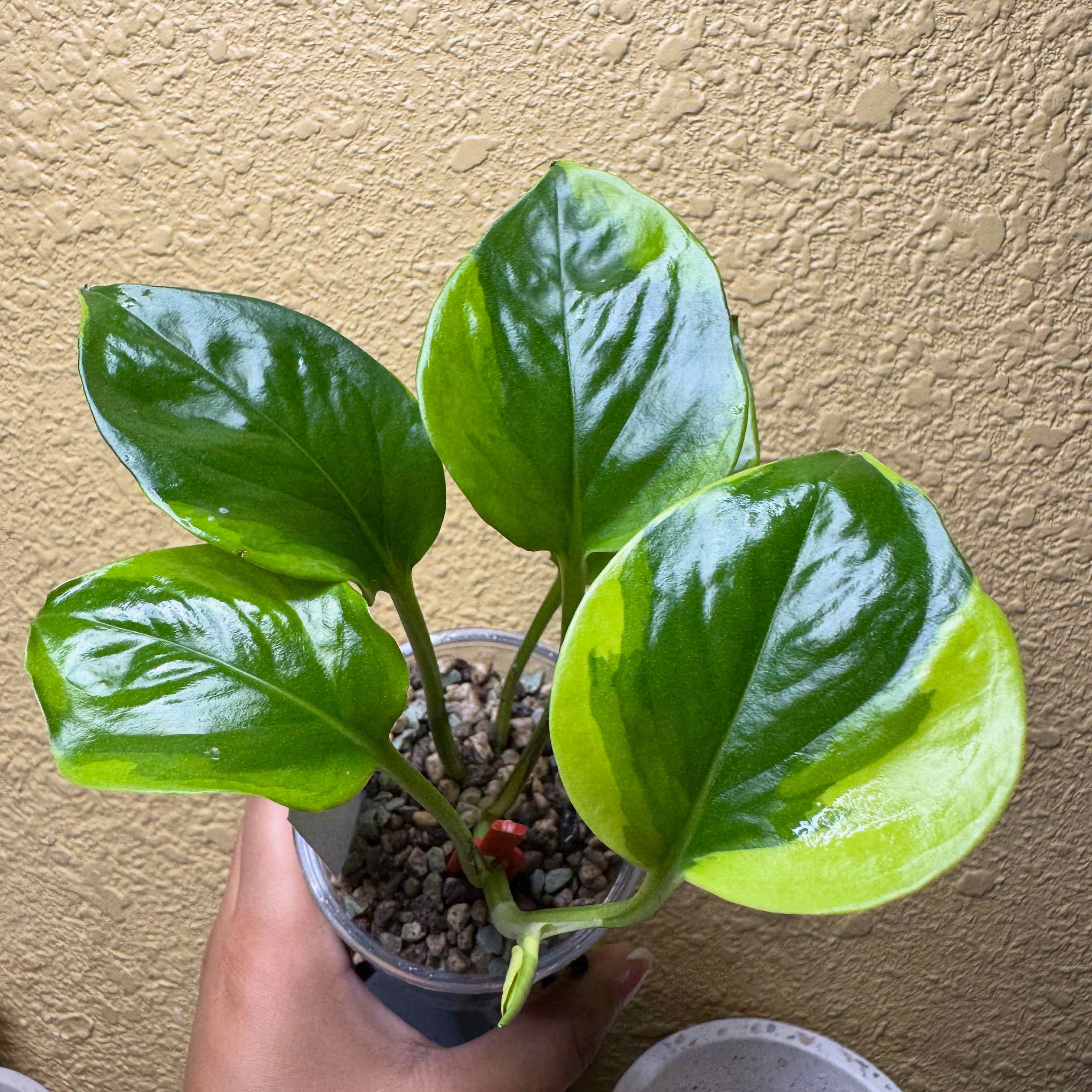 Photo of the plant species Manjula Poonsin Pothos by @nenisgreenery named Coco on Greg, the plant care app