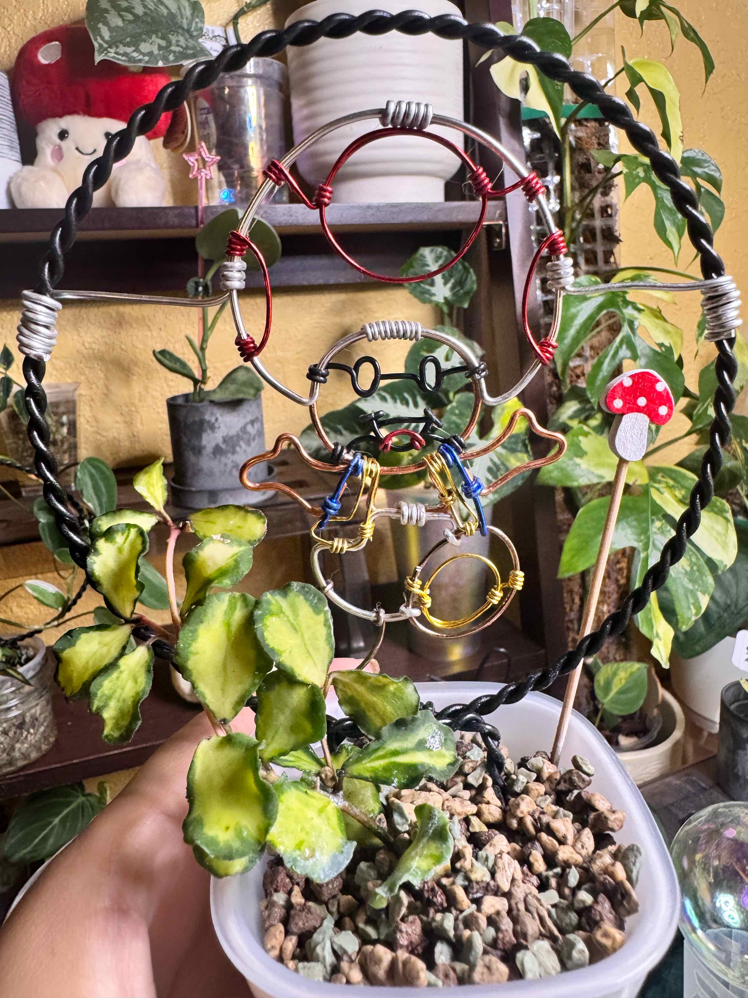 Photo of the plant species Hoya kanyakumariana by @nenisgreenery named Gomez on Greg, the plant care app