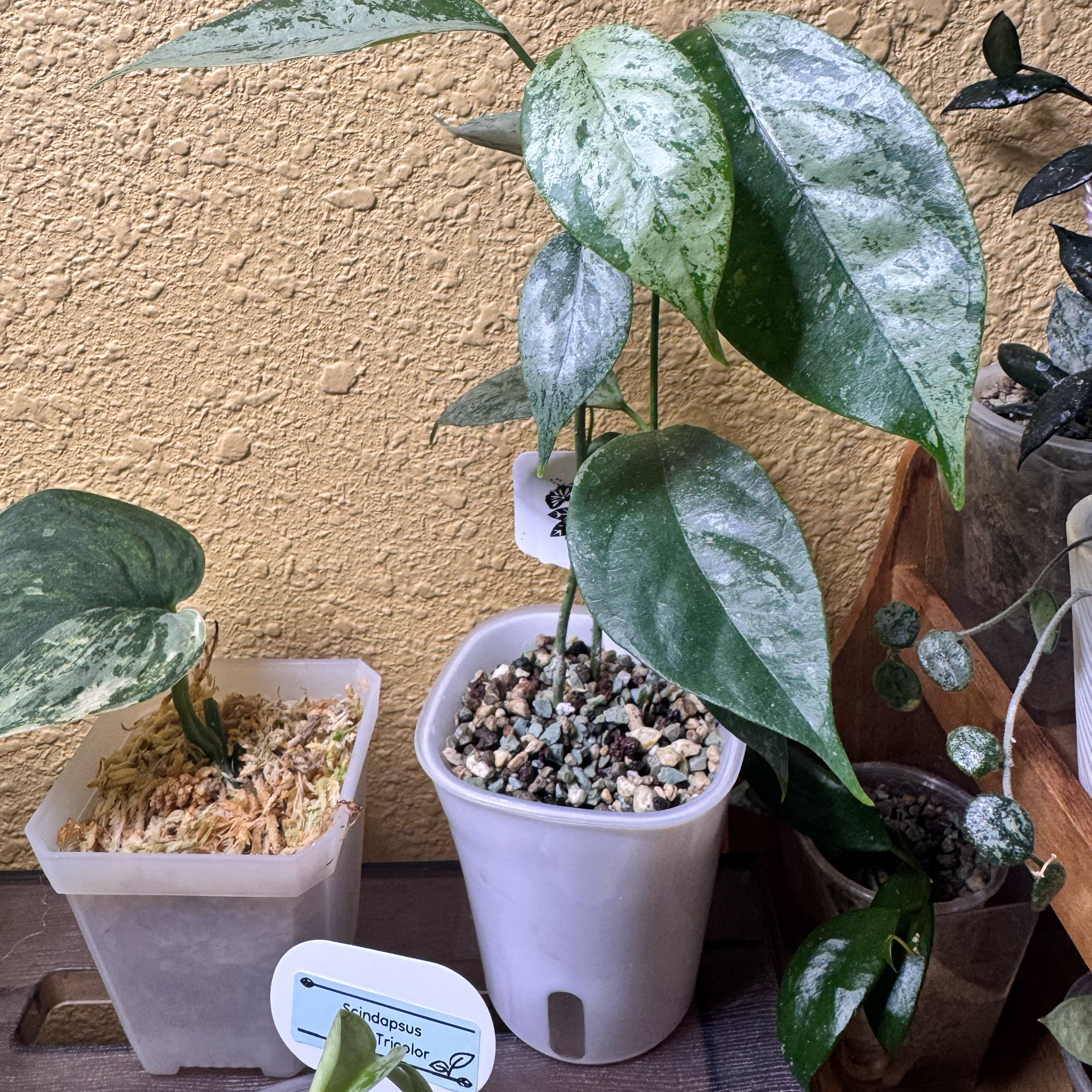 Photo of the plant species Hoya coriacea 'Silver' by @nenisgreenery named Tree Diddy on Greg, the plant care app
