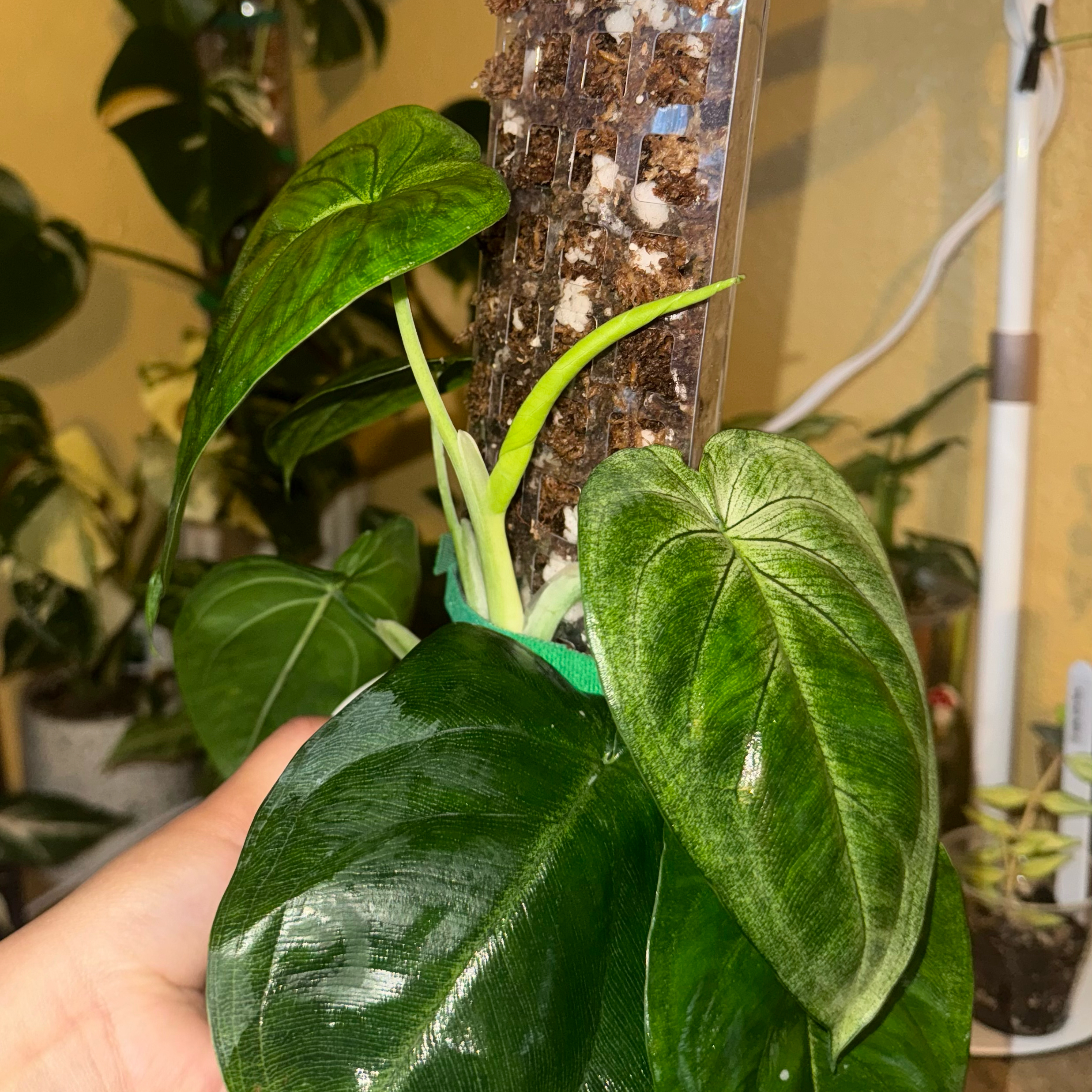 Photo of the plant species Frosted Heart Syngonium by @nenisgreenery named Fernie Mercury on Greg, the plant care app