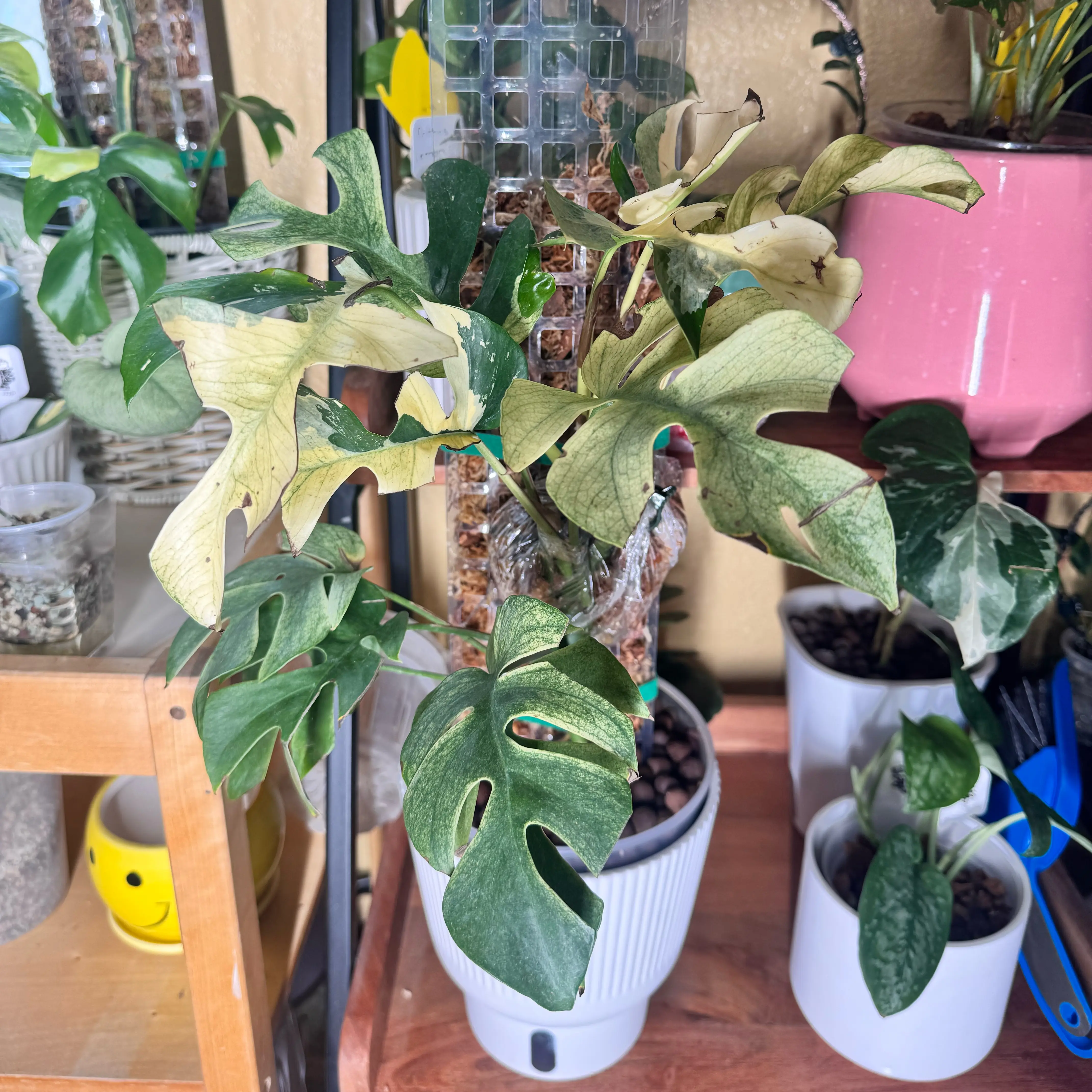 Photo of the plant species Variegated Mini Monstera by @nenisgreenery named Tupot amaroot on Greg, the plant care app