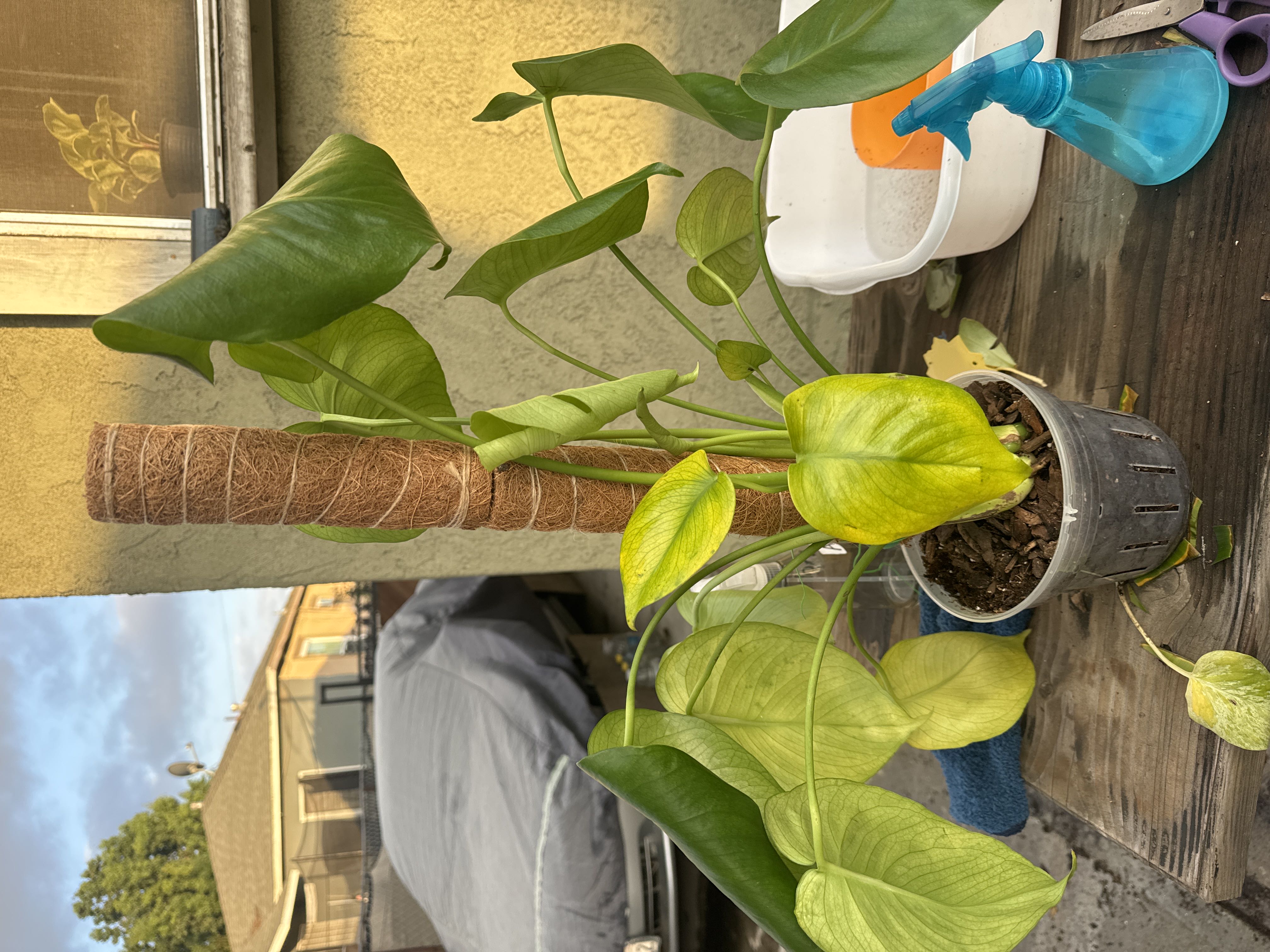 yellowing-and-droppy