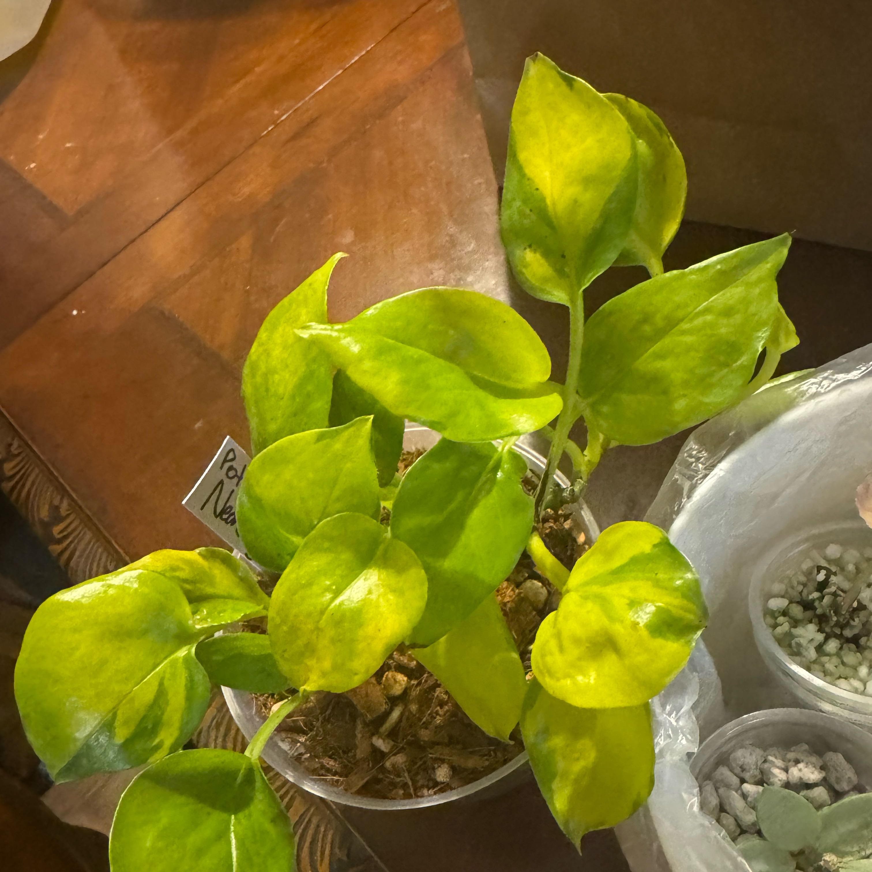 Photo of the plant species Pothos 'Neon Joy' by @nenisgreenery named Tolkien on Greg, the plant care app