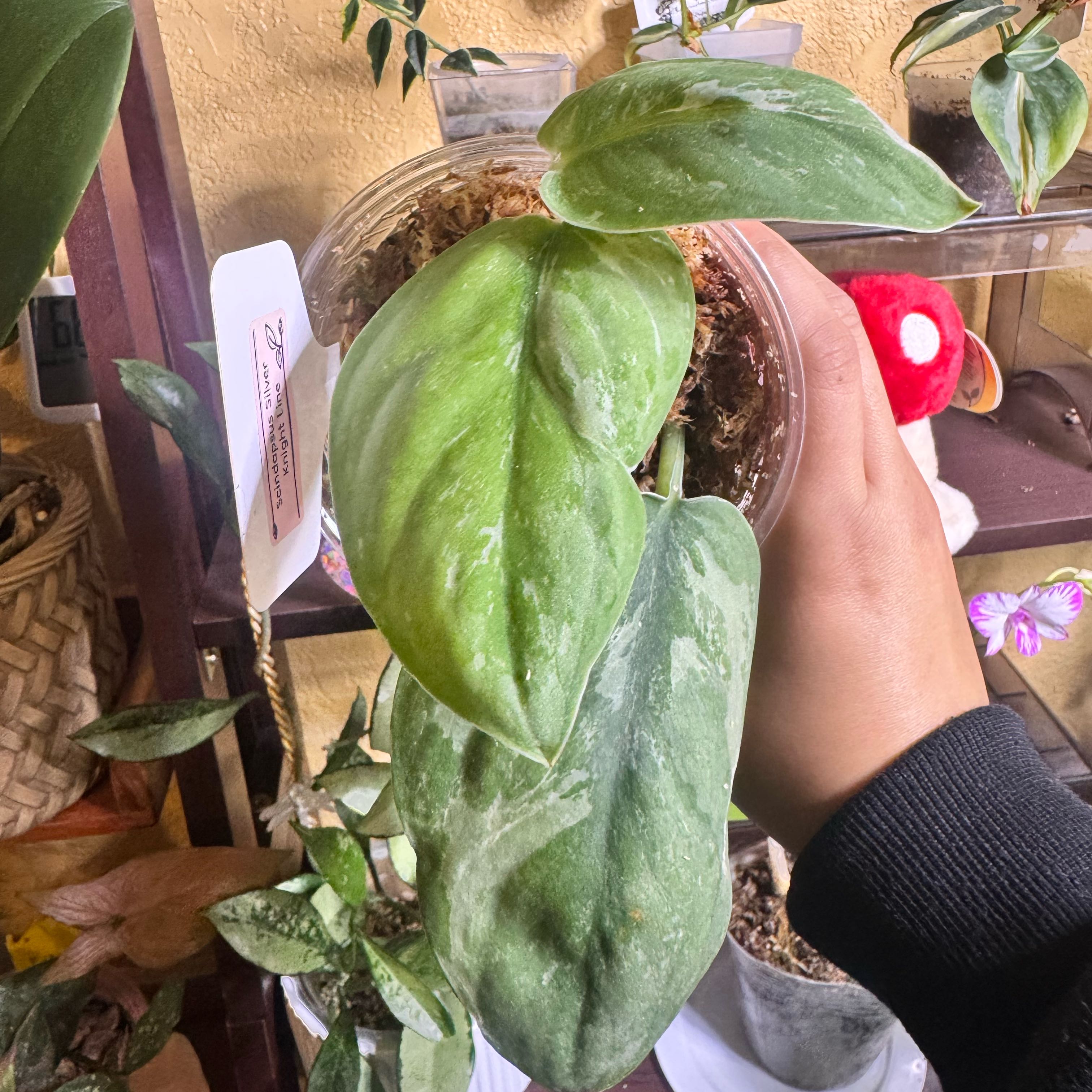 Photo of the plant species Variegated Scindapsus Silver Knight by @nenisgreenery named Kendall on Greg, the plant care app