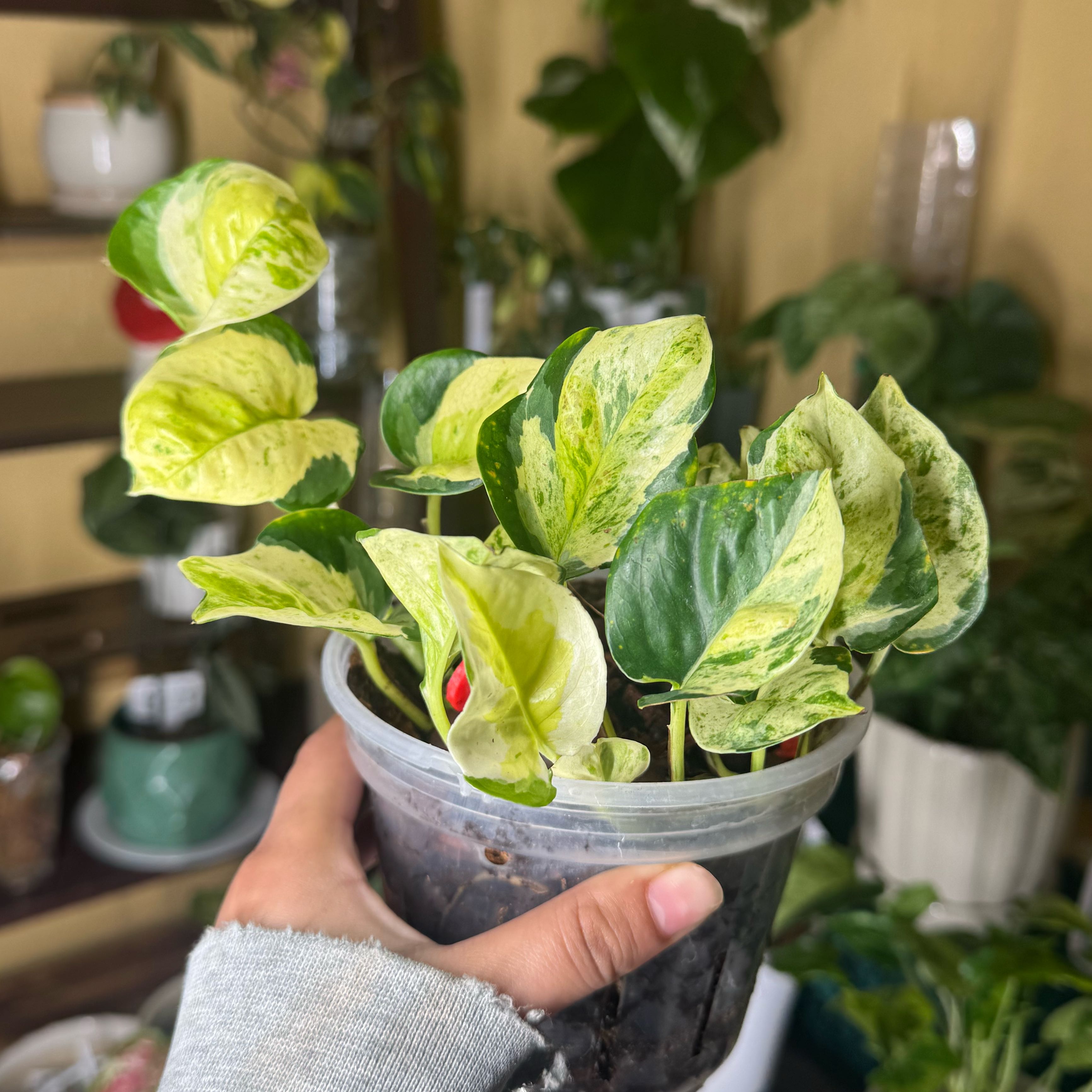 Photo of the plant species Japanese Global Pothos by @nenisgreenery named Queen on Greg, the plant care app