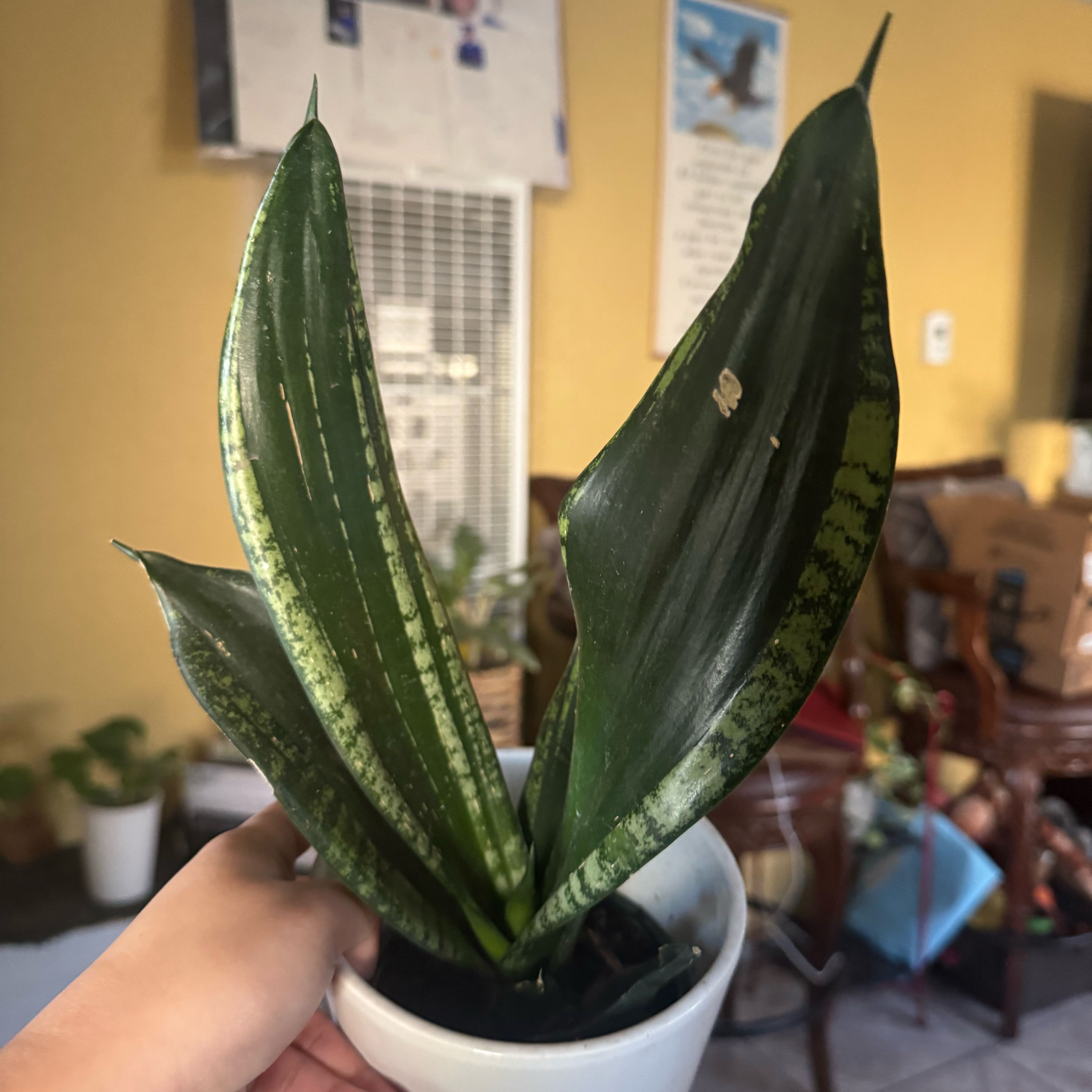 Photo of the plant species Snake Plant by @nenisgreenery named Achilles on Greg, the plant care app