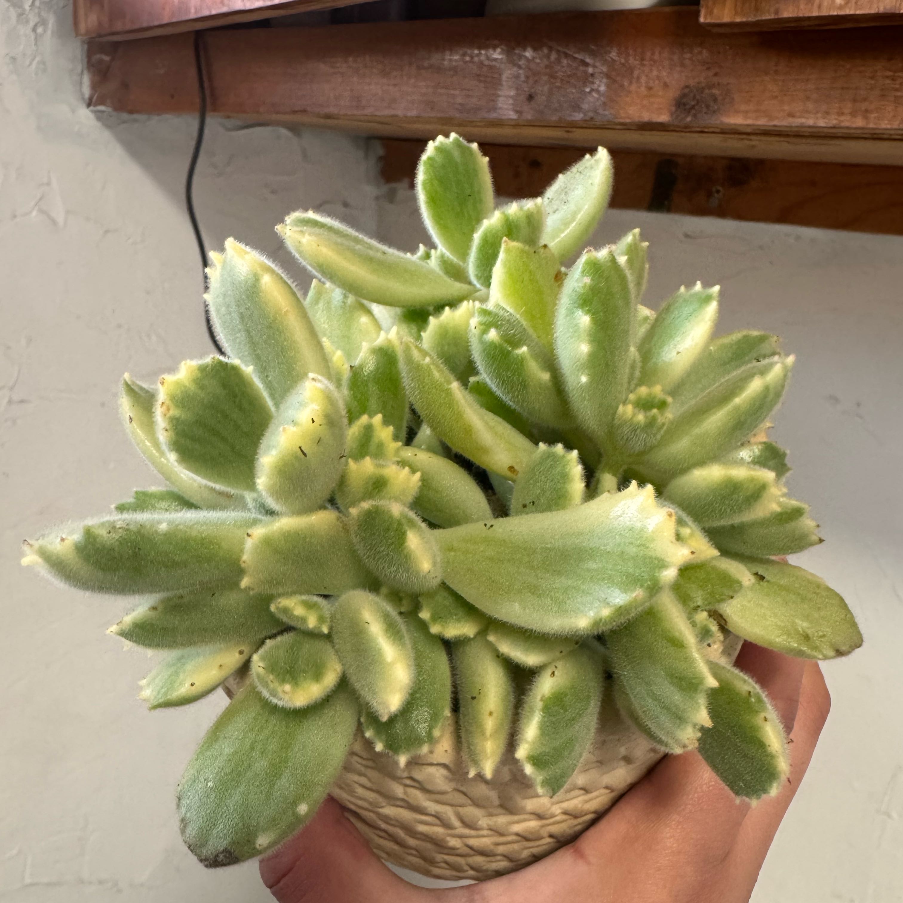 Photo of the plant species Variegated Bear's Paw by @nenisgreenery named Kardashian on Greg, the plant care app