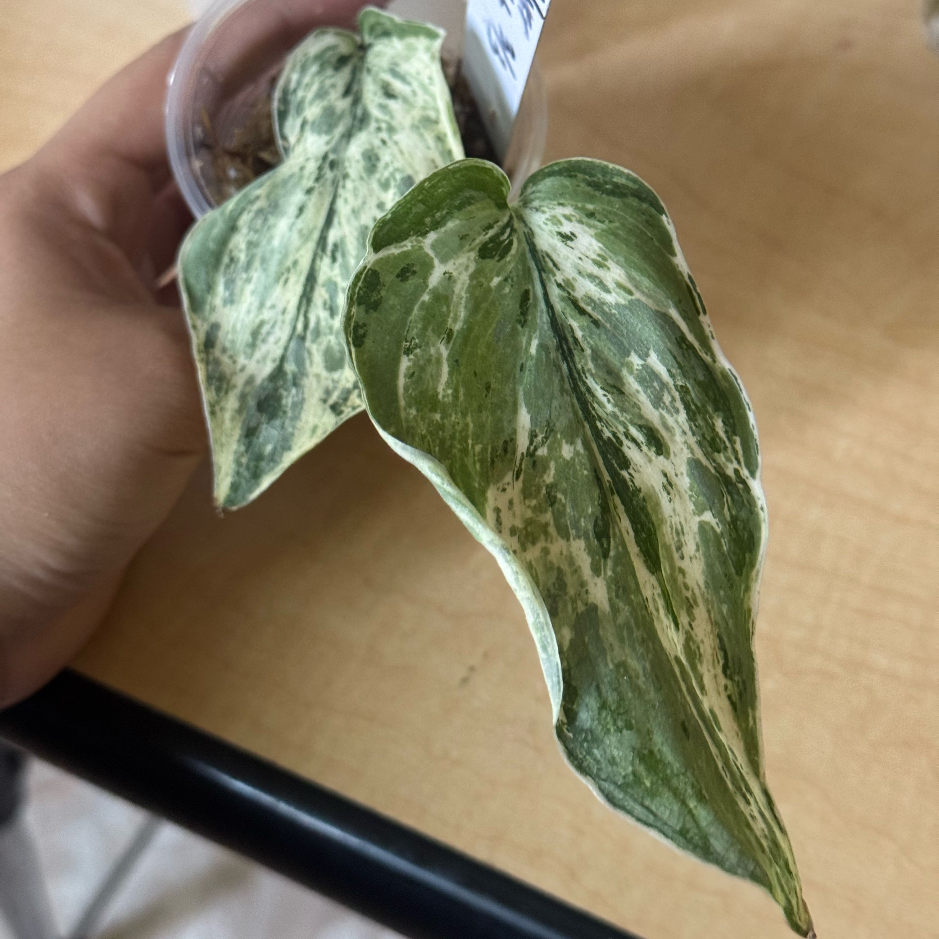 Photo of the plant species Variegated Scindapsus Silver Knight by @nenisgreenery named Leaf Erickson on Greg, the plant care app