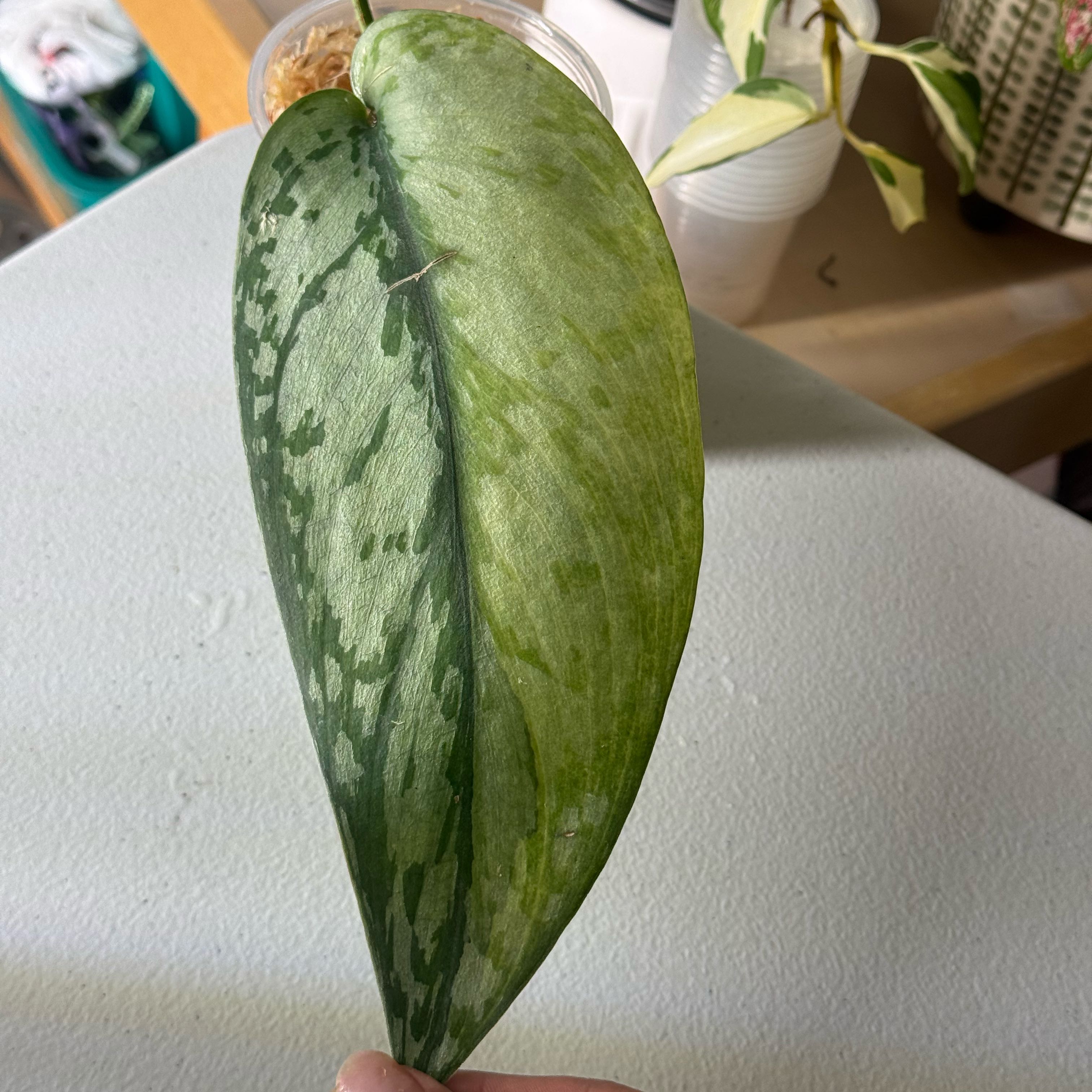 Photo of the plant species Scindapsus Exotica by @nenisgreenery named Lakambini on Greg, the plant care app