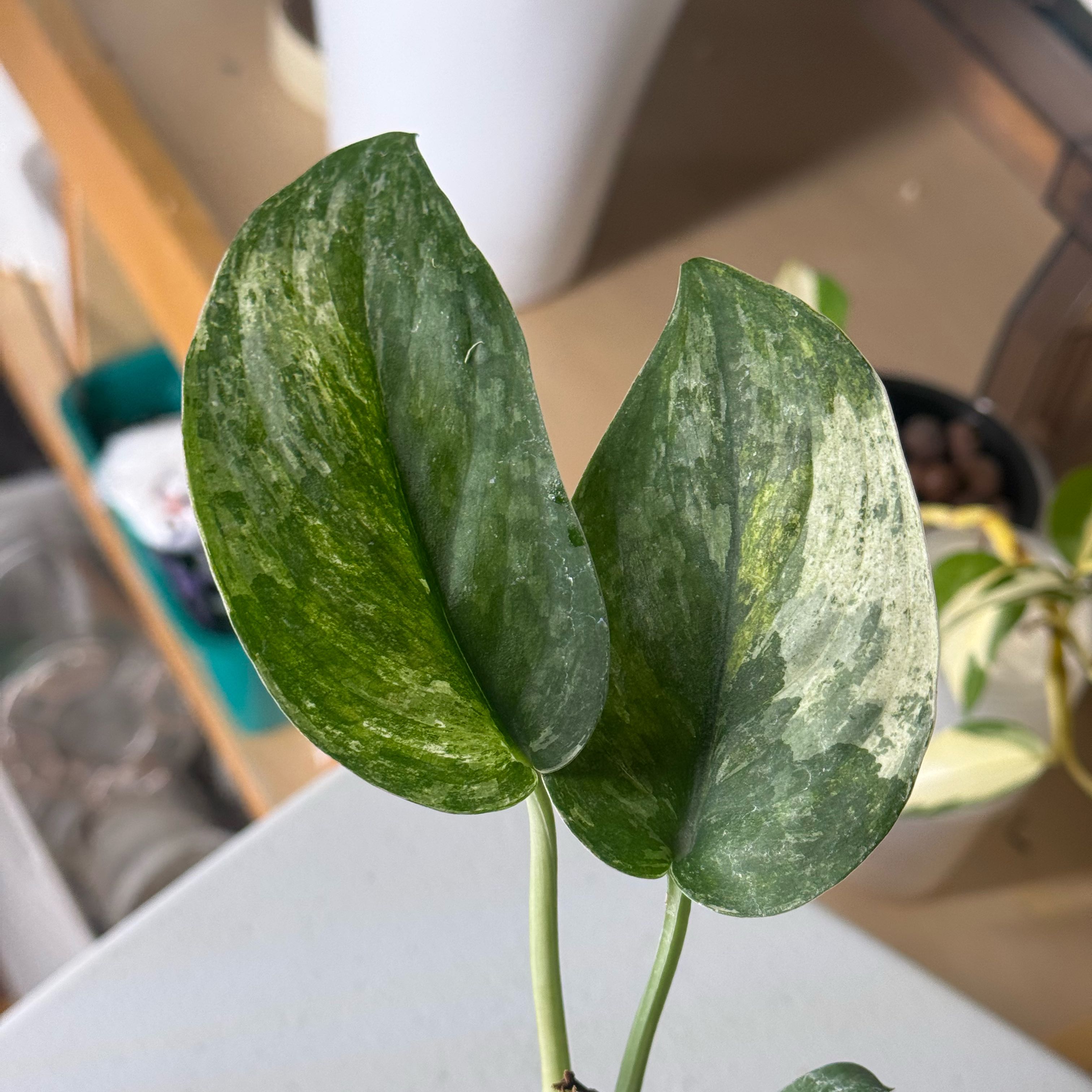 Photo of the plant species Scindapsus Exotica by @nenisgreenery named Splash Tricolor on Greg, the plant care app