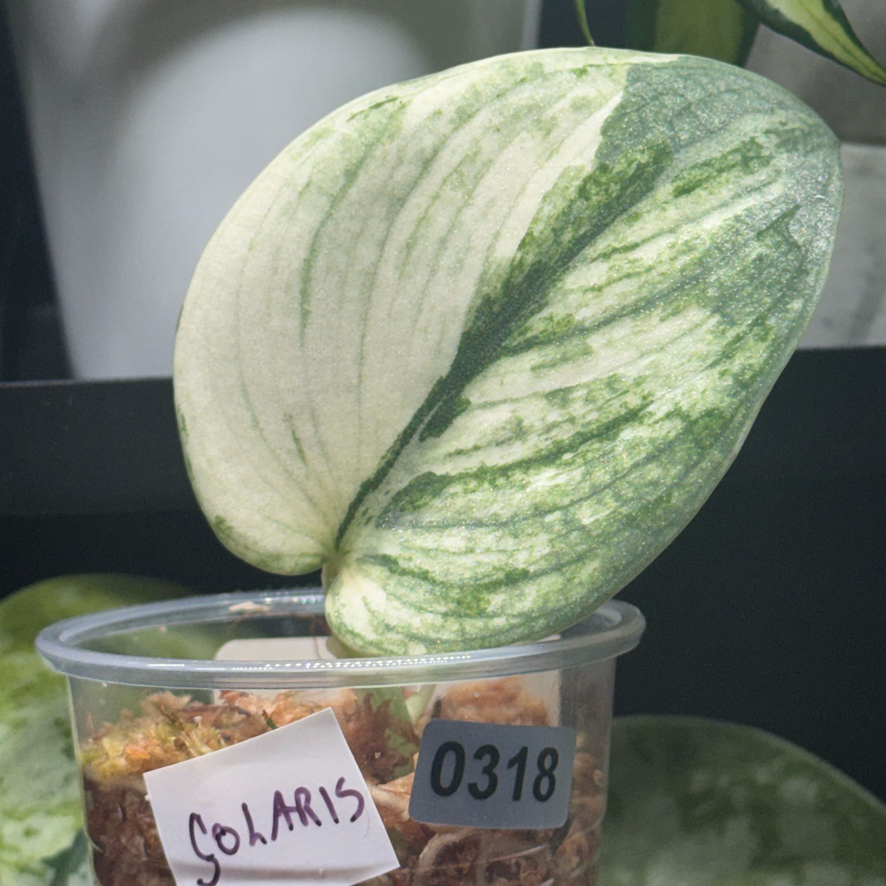 Photo of the plant species Scindapsus Exotica by @nenisgreenery named Solaris on Greg, the plant care app