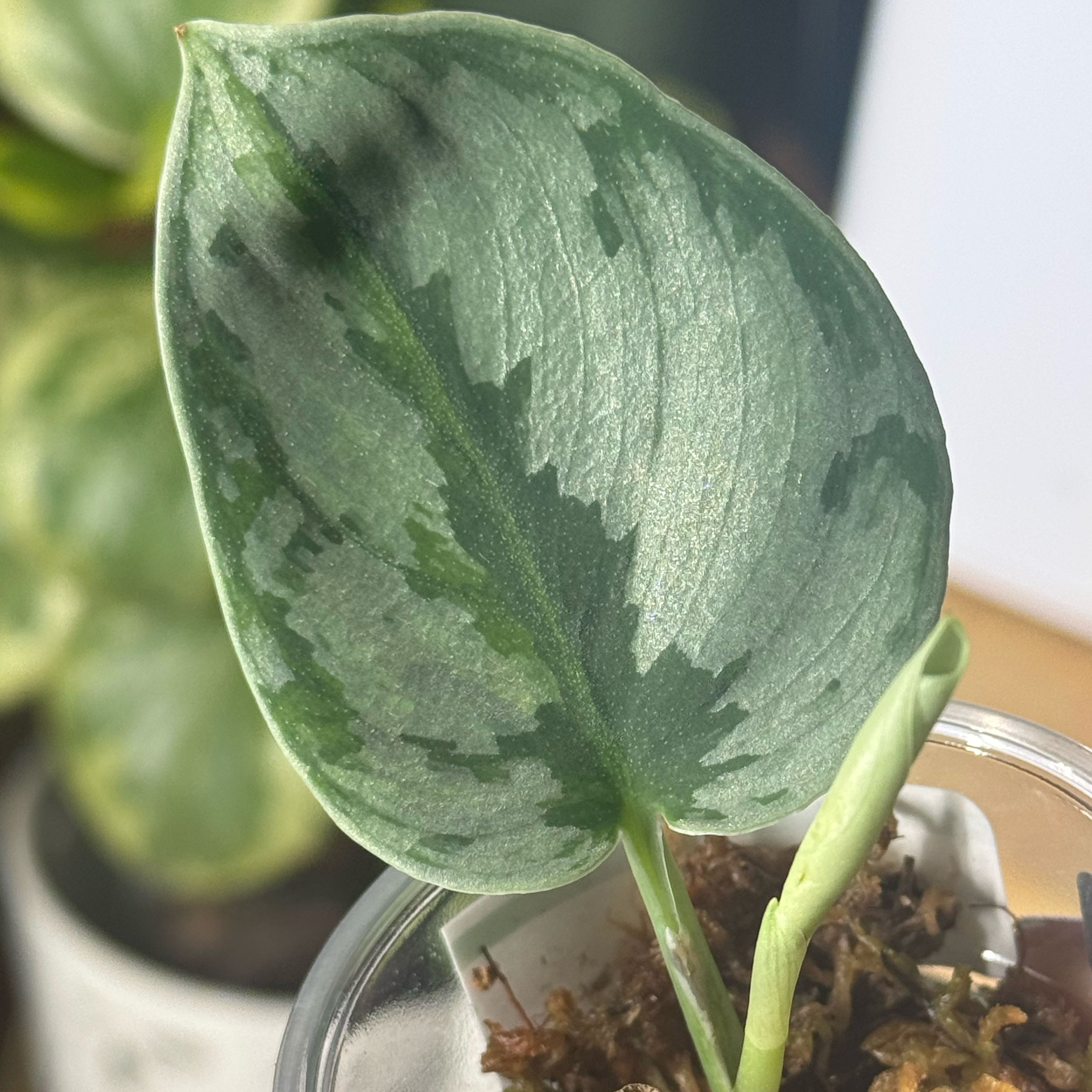Photo of the plant species Scindapsus 'Yupa' by @nenisgreenery named Athena on Greg, the plant care app