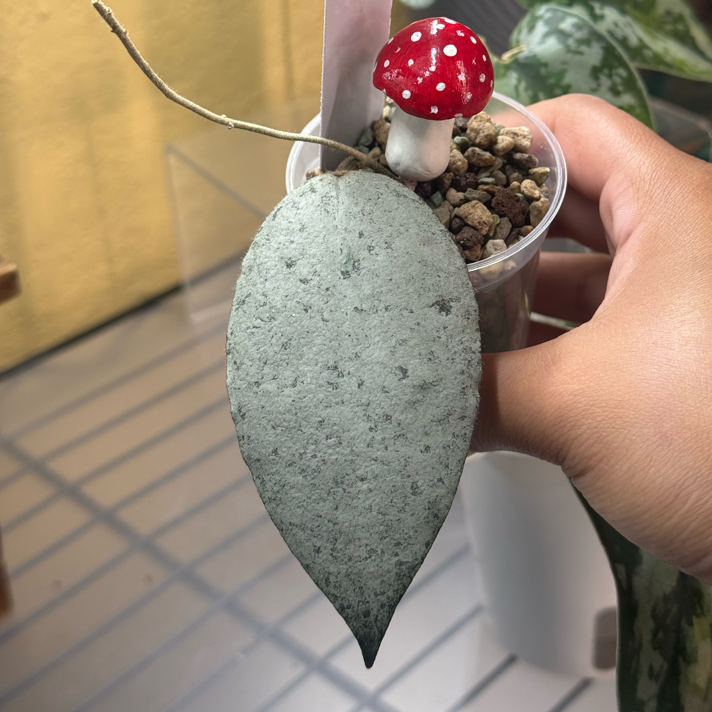 Photo of the plant species Hoya caudata 'Silver' by @nenisgreenery named Beyonce on Greg, the plant care app