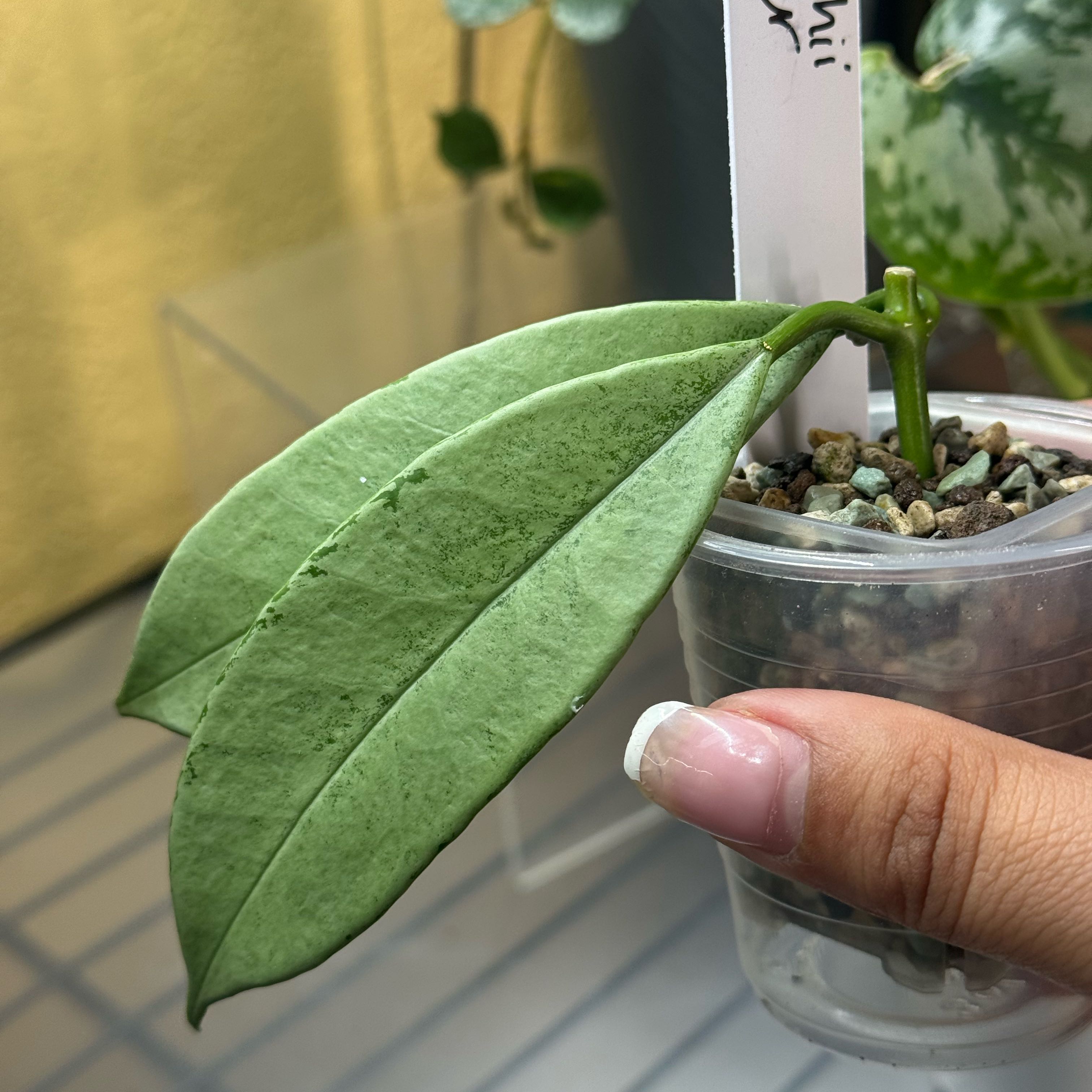 Photo of the plant species Hoya griffithii by @nenisgreenery named Griffithii Silver on Greg, the plant care app