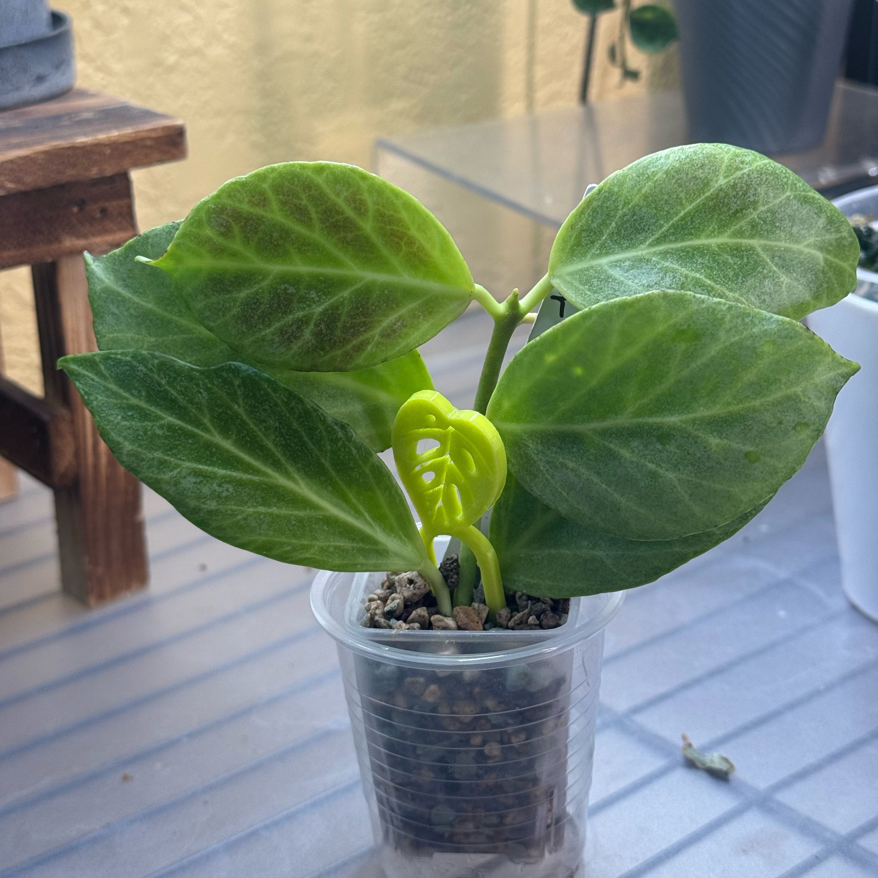 Photo of the plant species Hoya obscura by @nenisgreenery named Obscura Silver on Greg, the plant care app