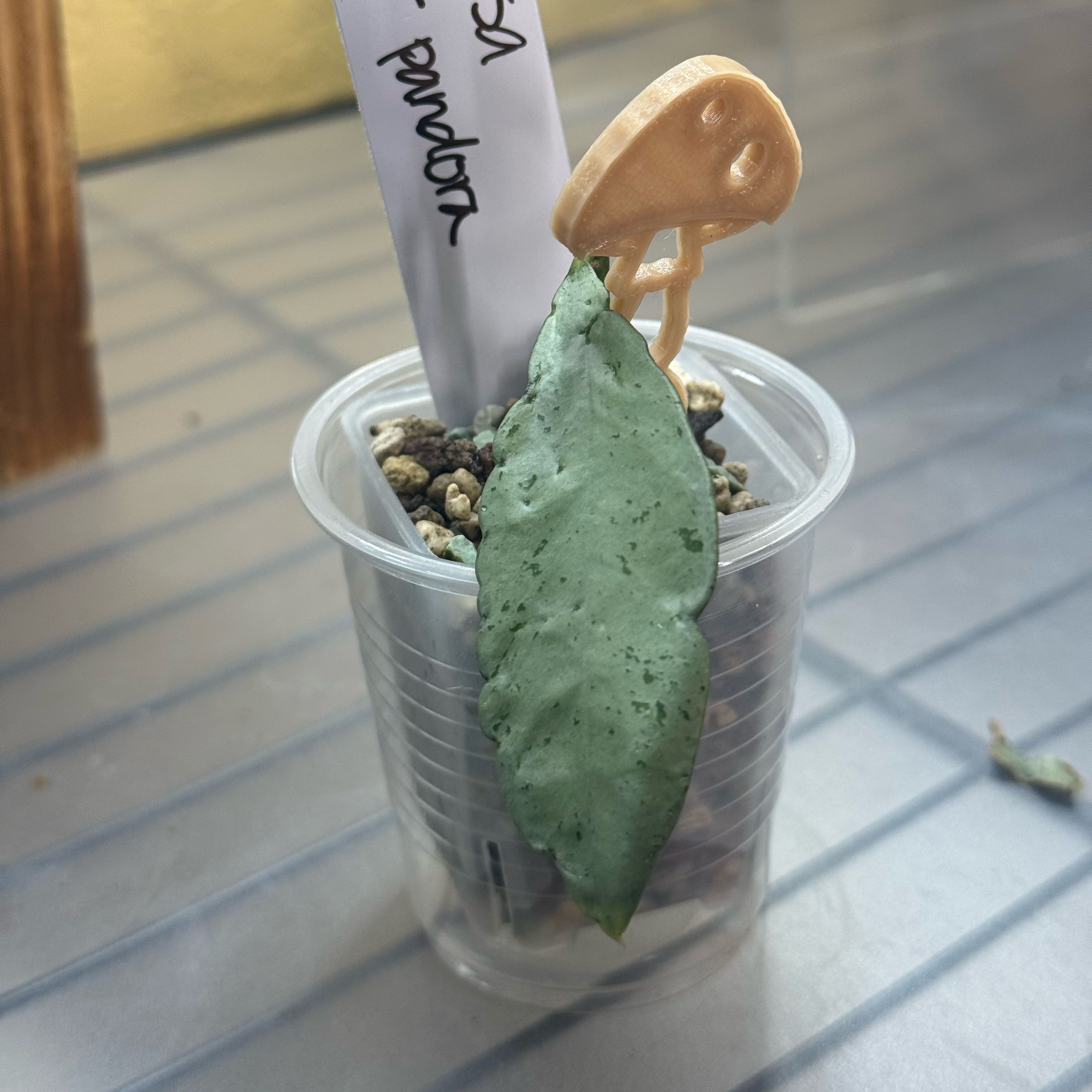 Photo of the plant species Hoya lacunosa by @nenisgreenery named Winter Pandor on Greg, the plant care app