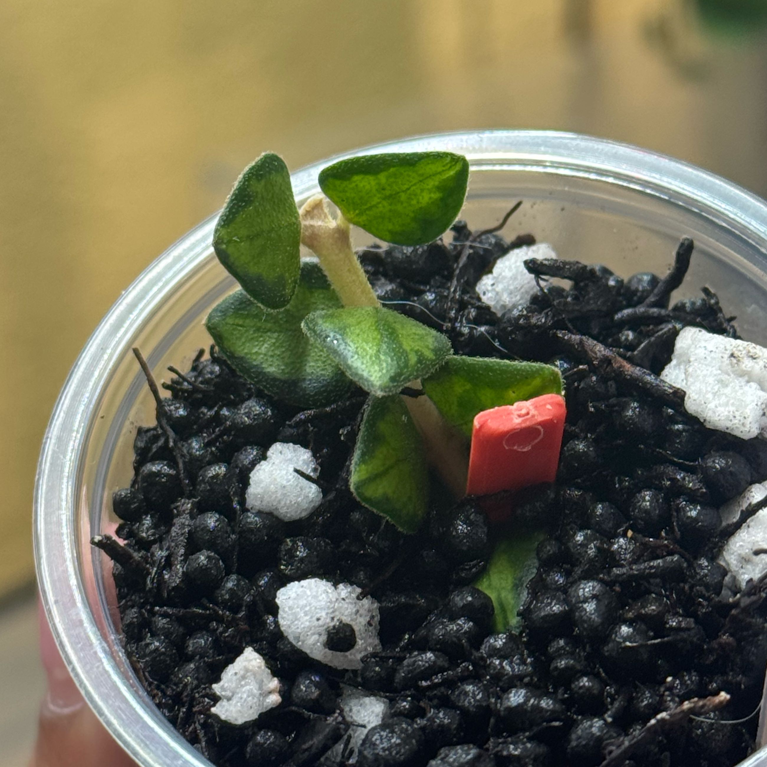 Photo of the plant species Hoya Chinghungensis by @nenisgreenery named Rainier on Greg, the plant care app