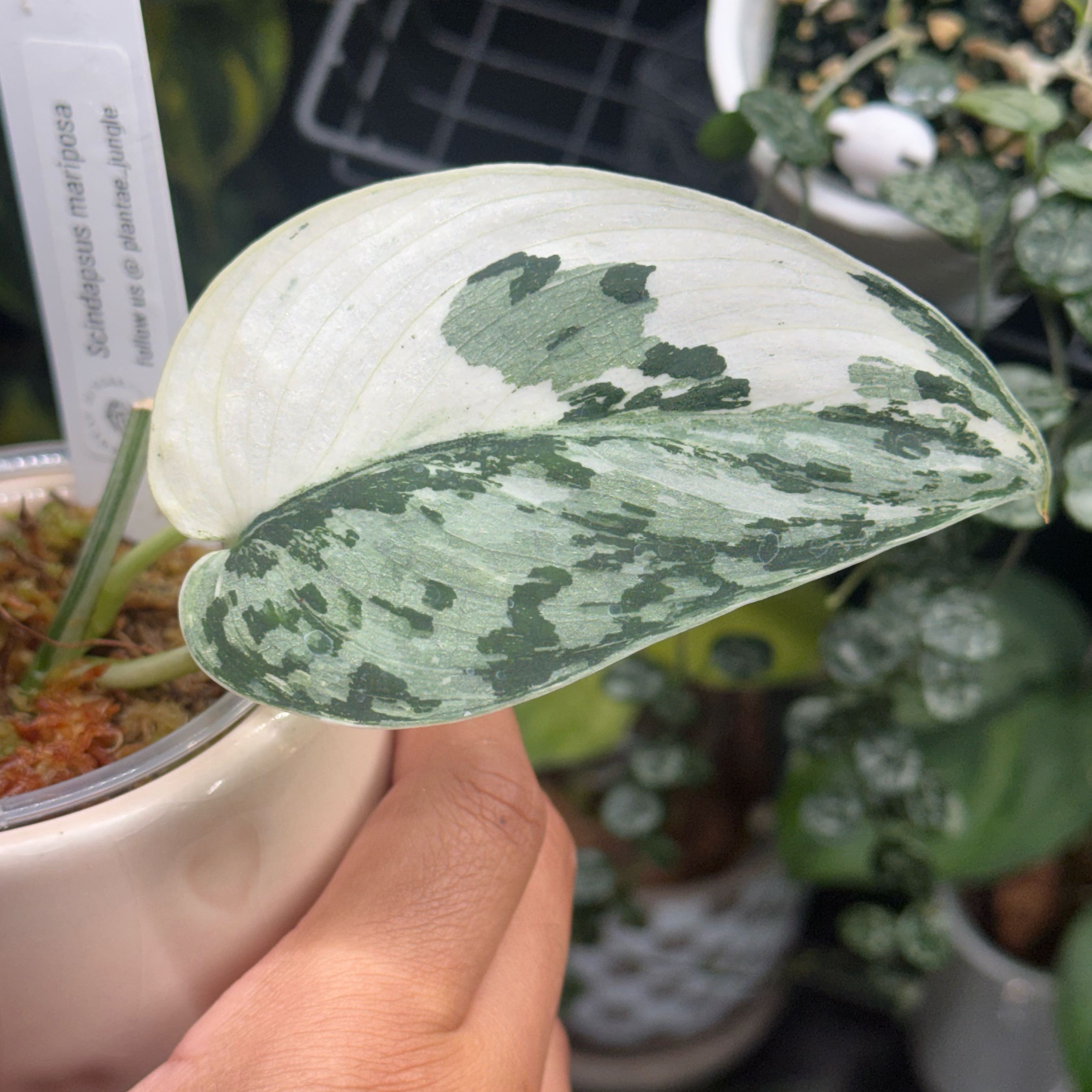 Photo of the plant species Scindapsus Exotica by @nenisgreenery named Mariposa on Greg, the plant care app
