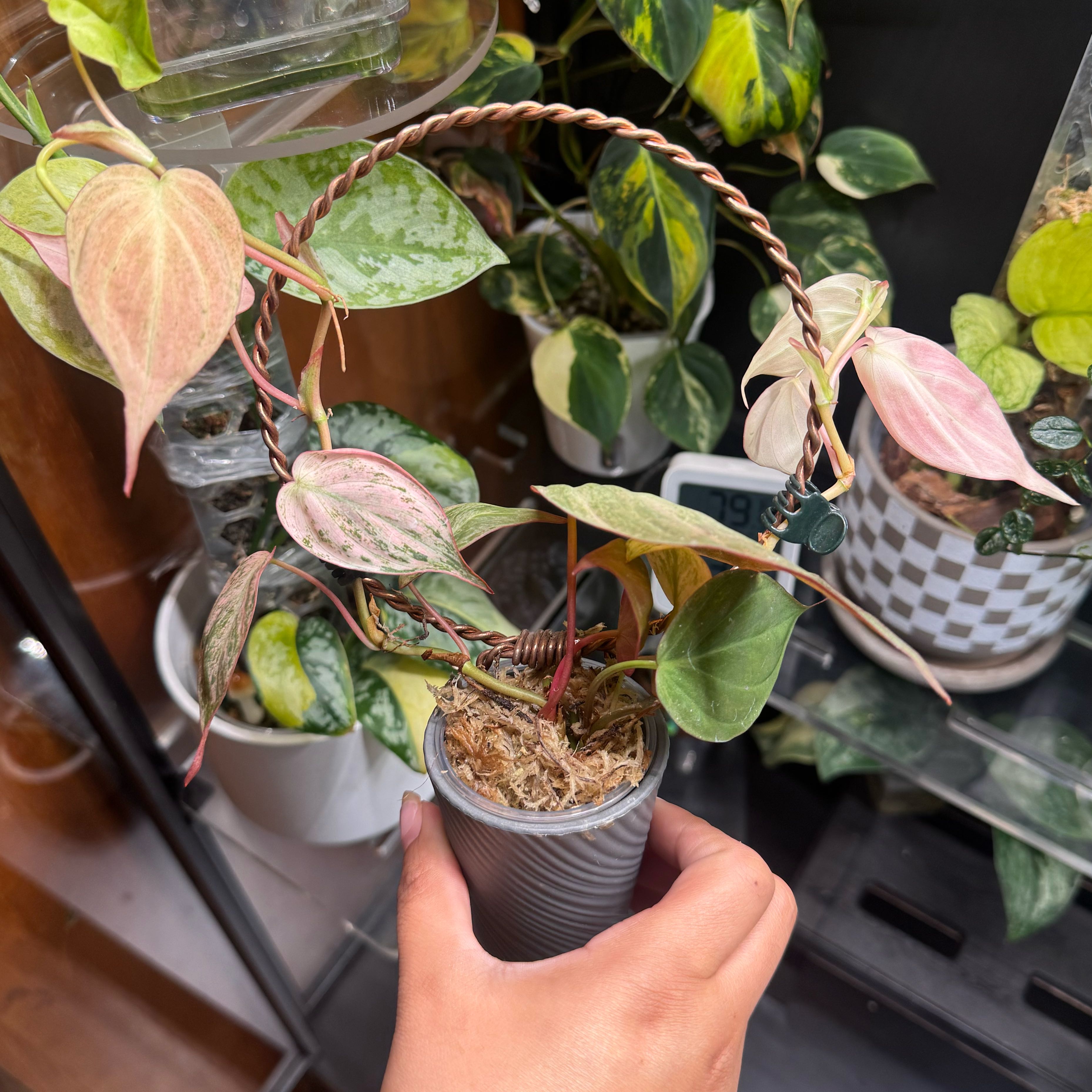 Photo of the plant species Philodendron micans 'Albo Pink' by @nenisgreenery named Pink Mint on Greg, the plant care app