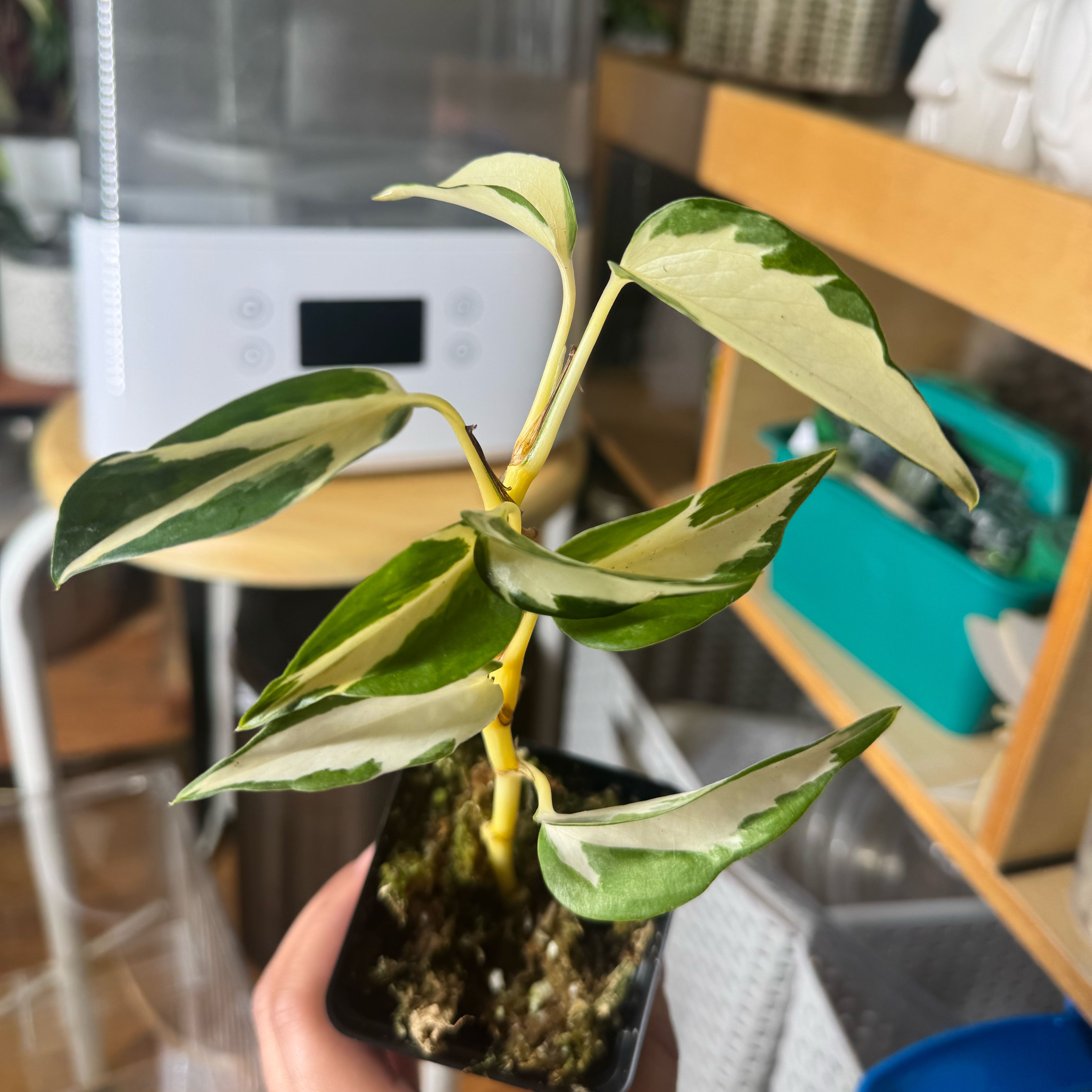 Photo of the plant species Mutant Manjula Pothos by @nenisgreenery named Aria on Greg, the plant care app