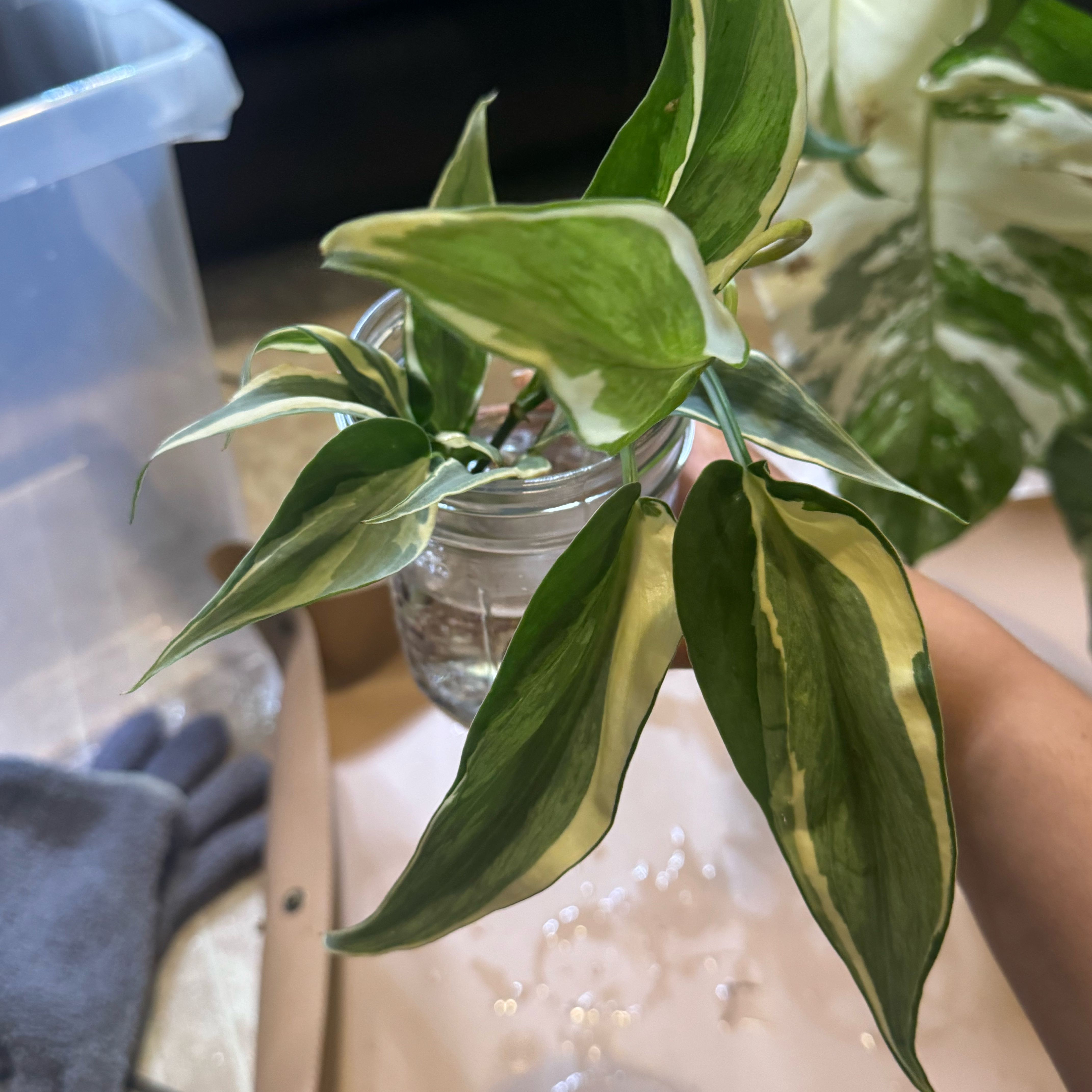 Photo of the plant species Philodendron 'Cream Splash' by @nenisgreenery named Cream Splash Hybrid on Greg, the plant care app