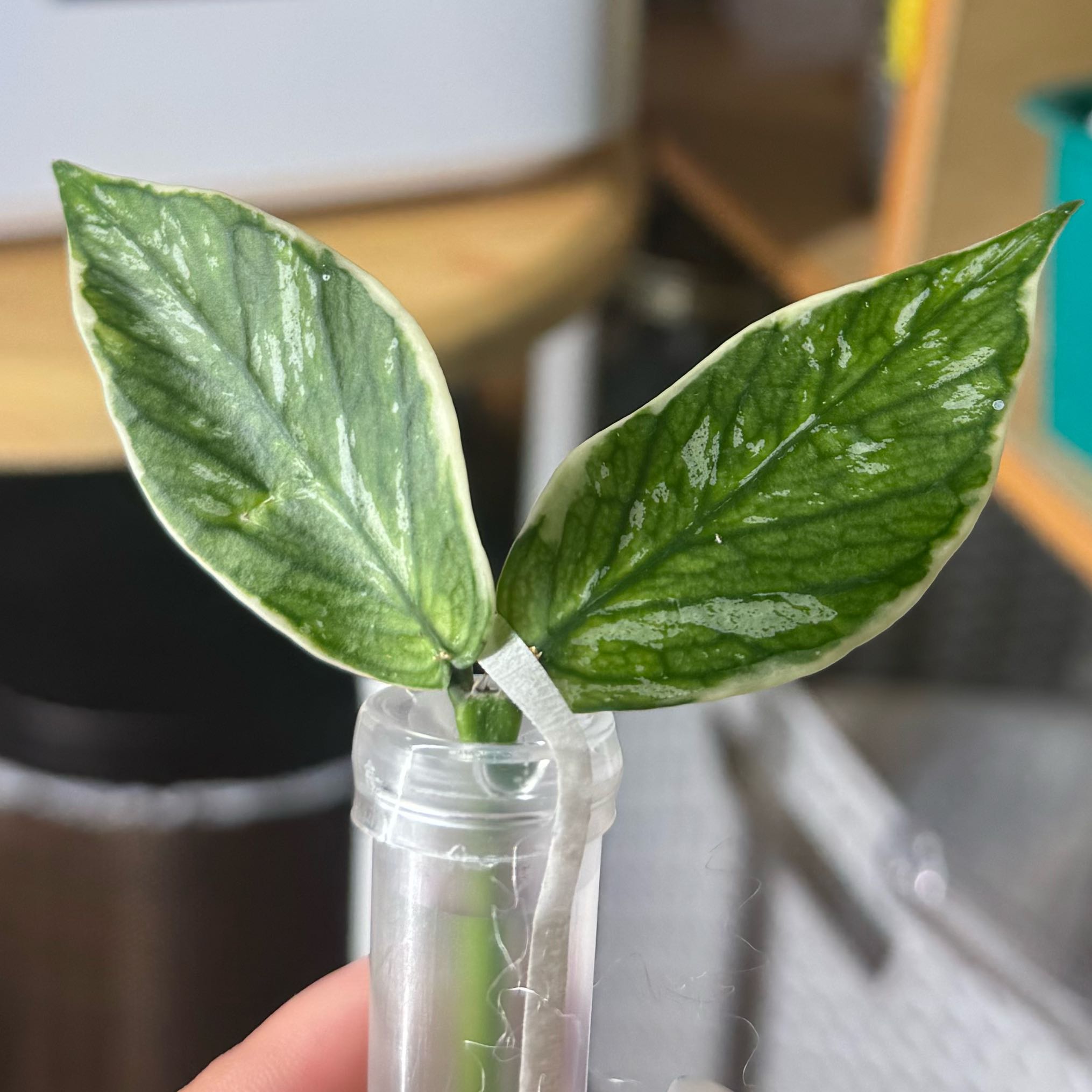 Photo of the plant species Hoya Poly Albo by @nenisgreenery named Jasminka on Greg, the plant care app