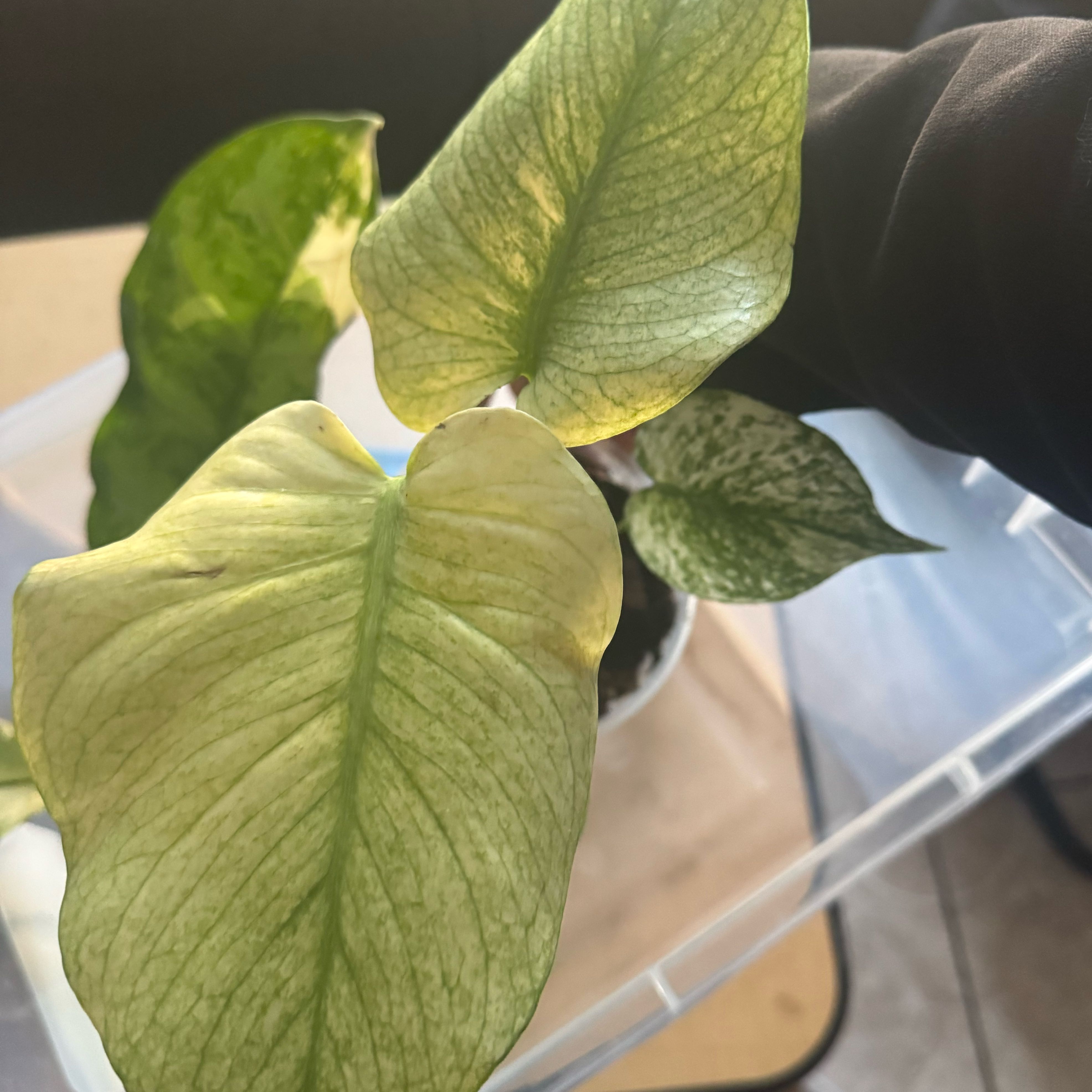 Photo of the plant species Monstera 'Mint' by @nenisgreenery named Mochi on Greg, the plant care app