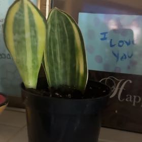 Photo of the plant species Variegated Whale Fin by @nenisgreenery named Marley on Greg, the plant care app