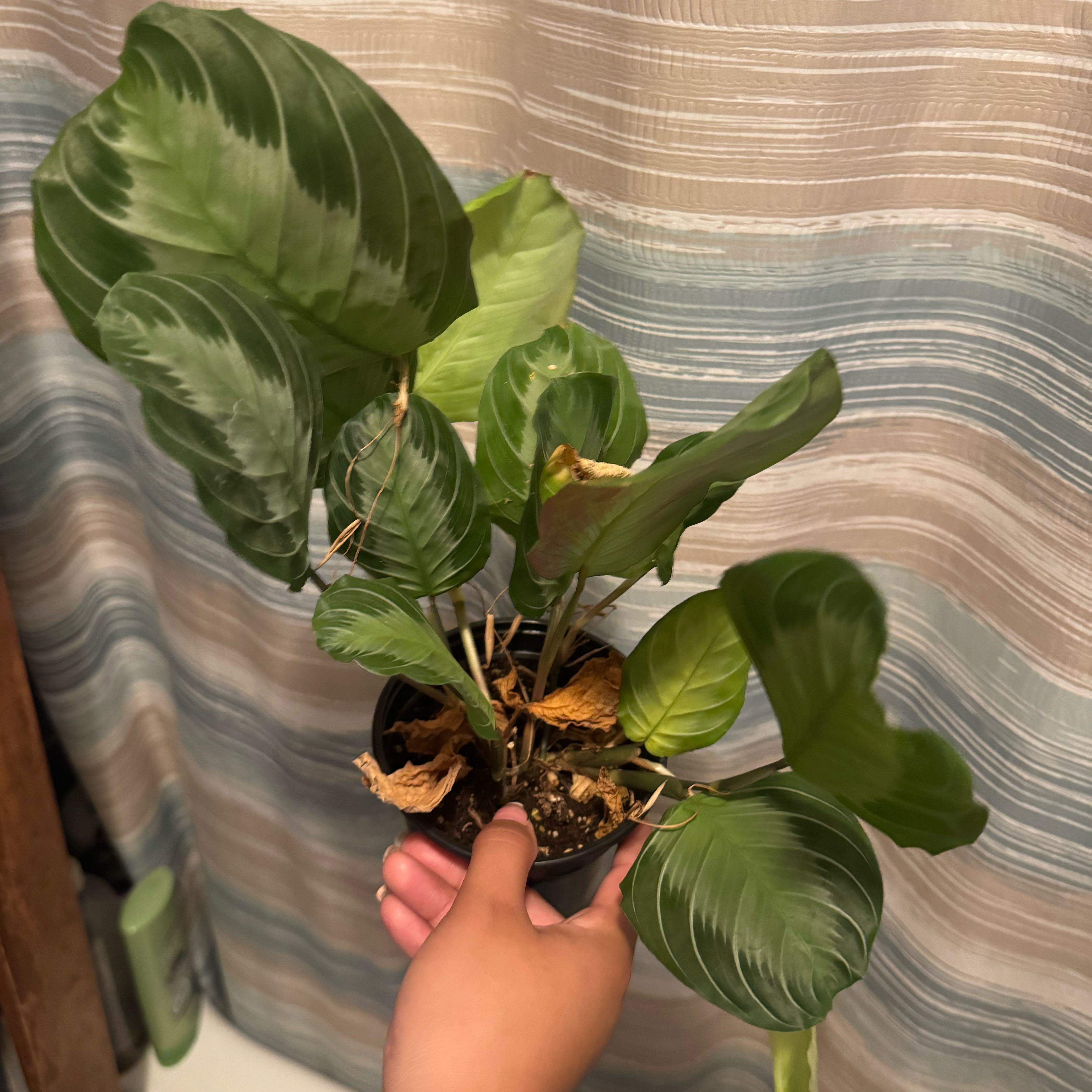 Photo of the plant species Maranta silver band prayer plant by @nenisgreenery named Fernie Mercury on Greg, the plant care app