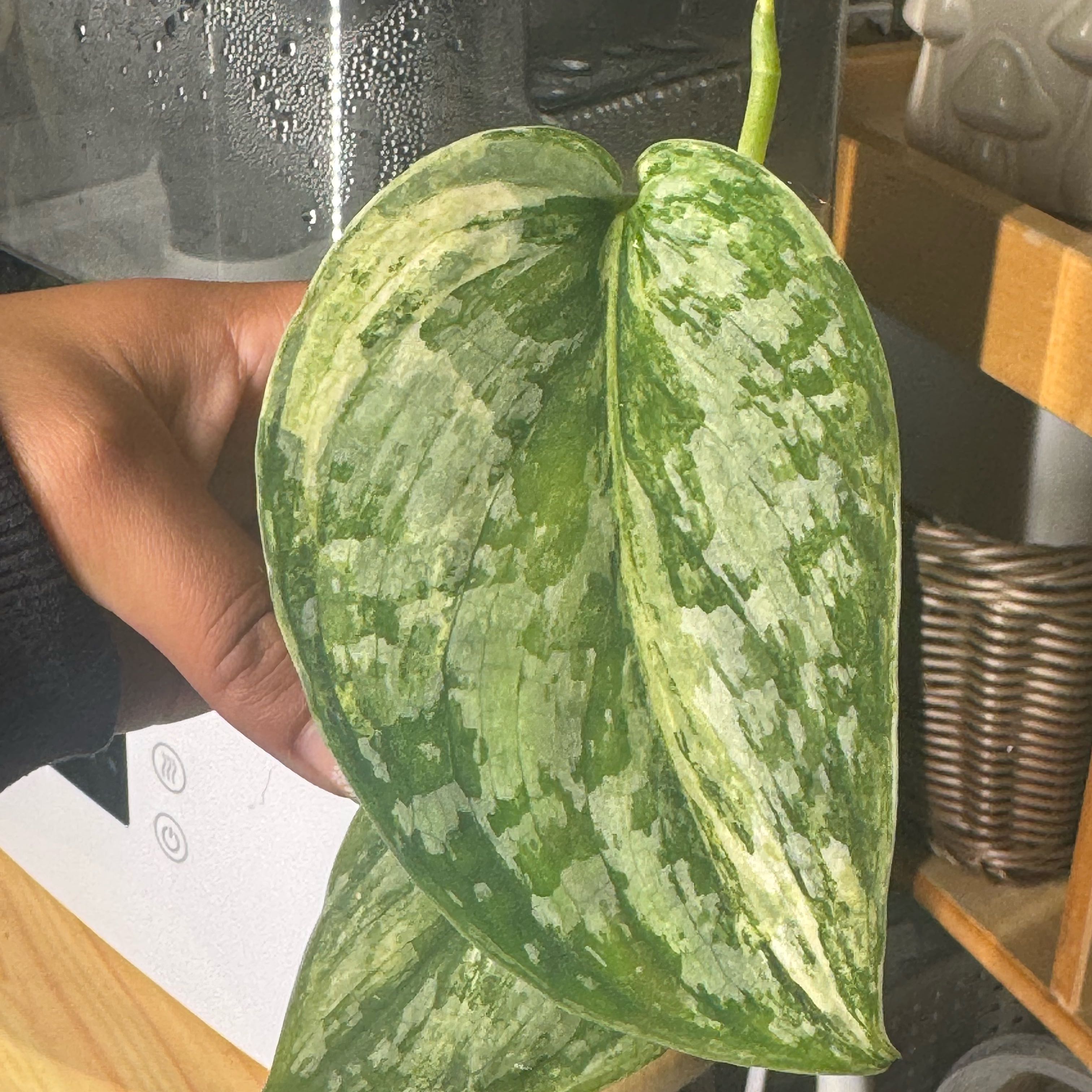 Photo of the plant species Scindapsus Exotica by @nenisgreenery named Exotica Mint on Greg, the plant care app